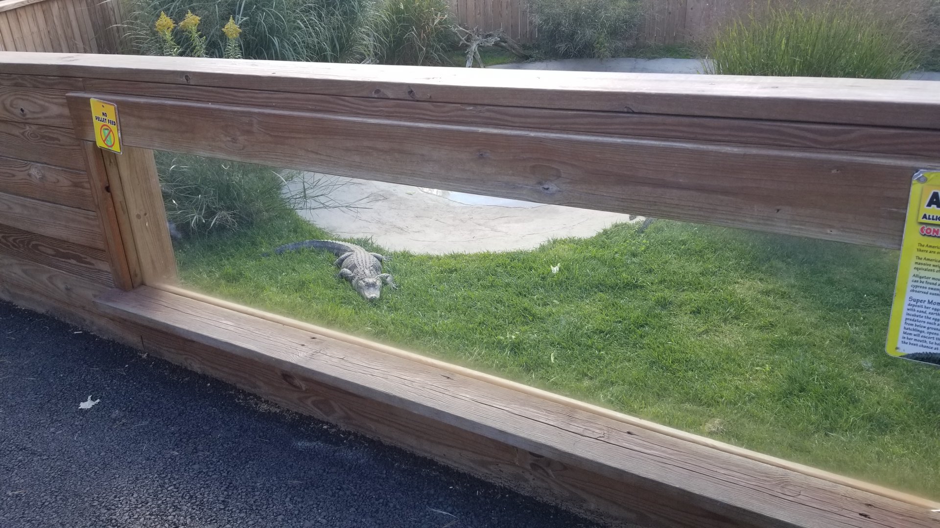 Animal Adventure Park - American alligator