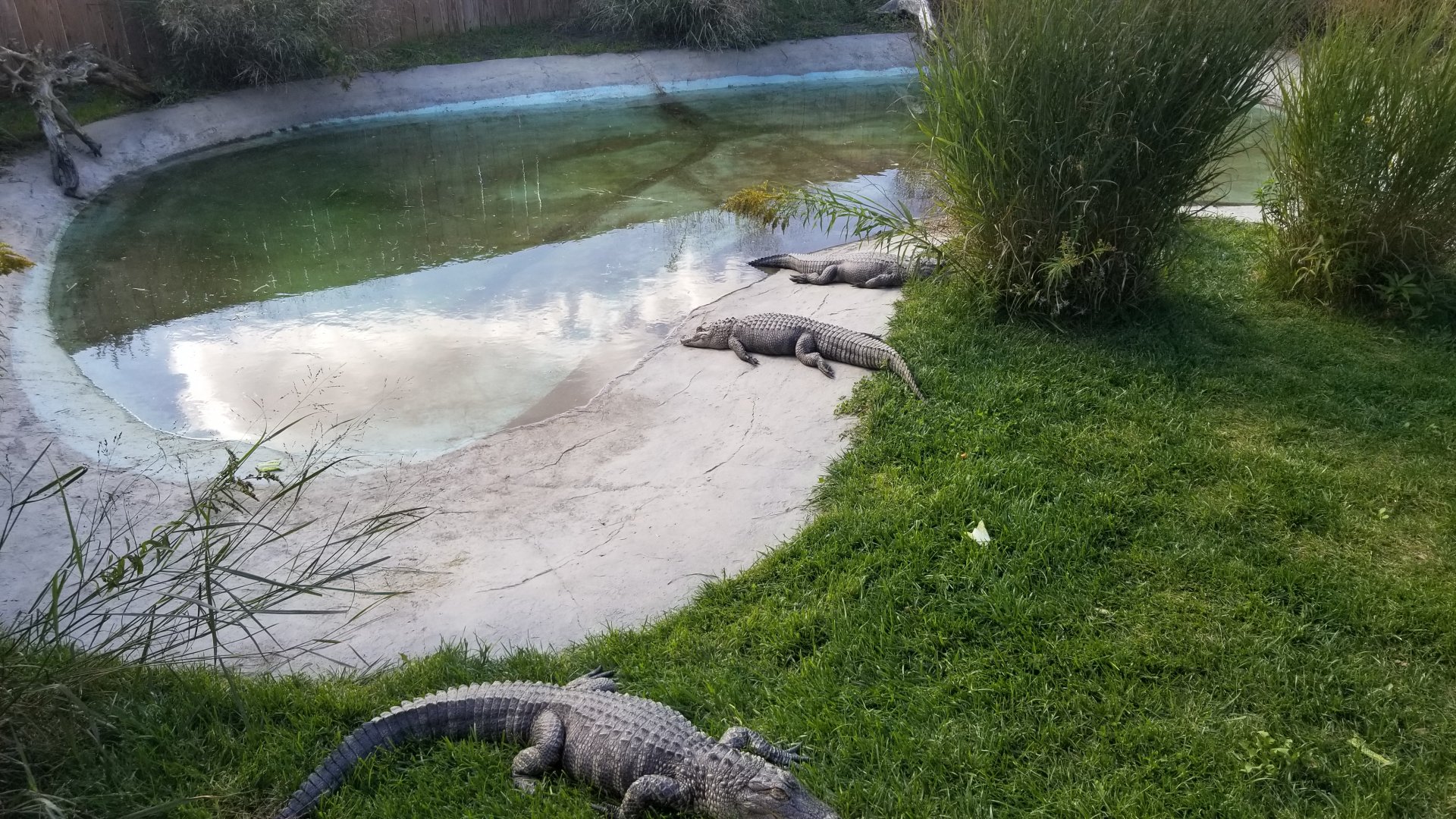 Animal Adventure Park - American alligator