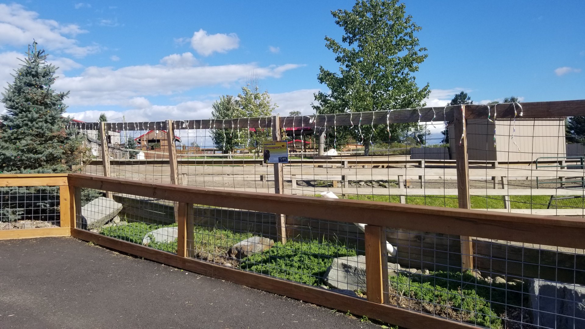 Animal Adventure Park - American bison
