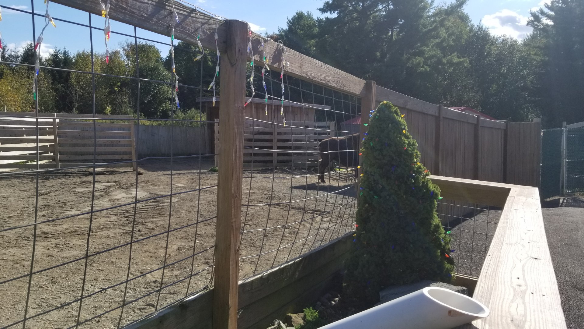Animal Adventure Park - American bison
