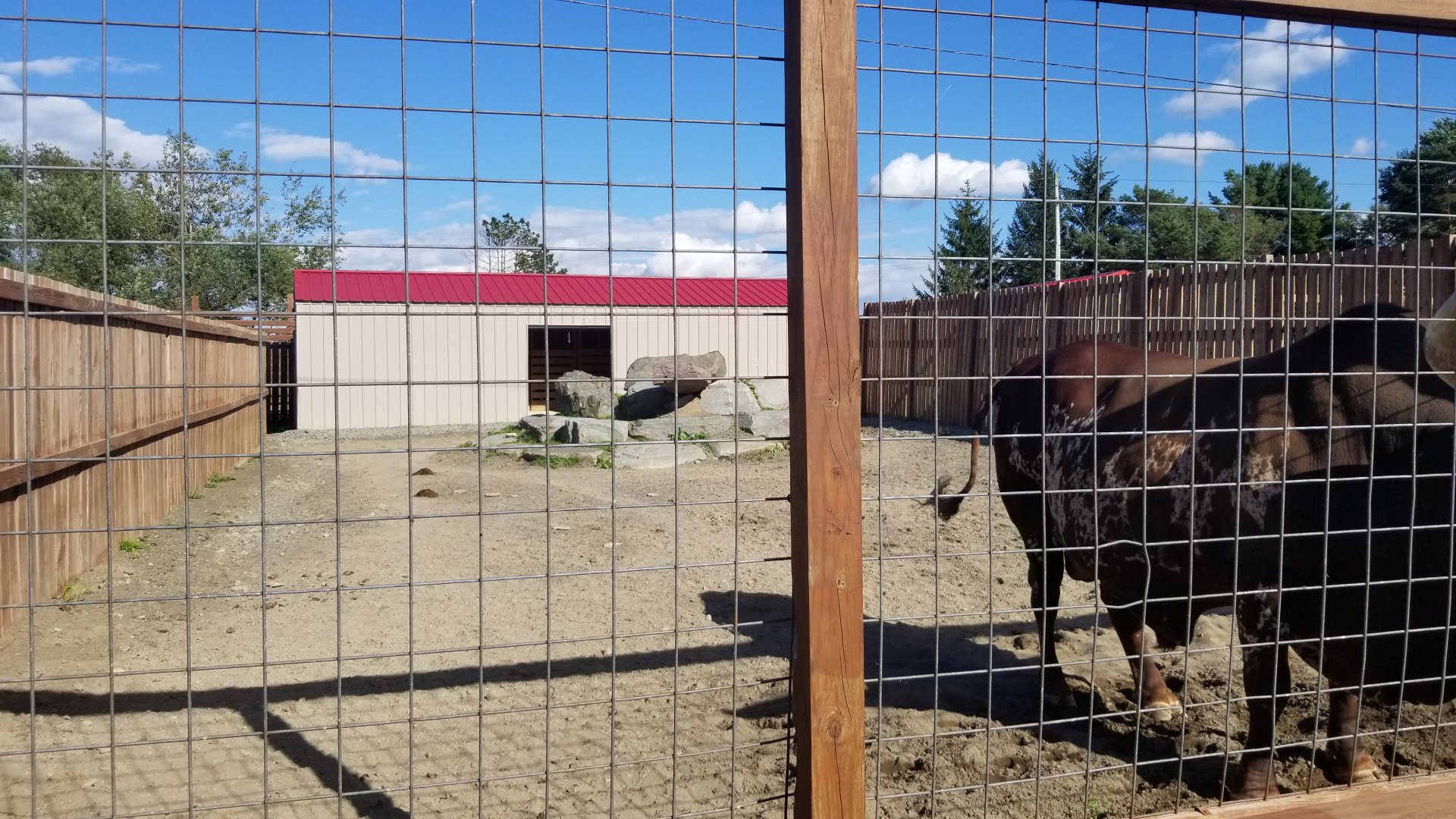 Animal Adventure Park - Ankole-watusi
