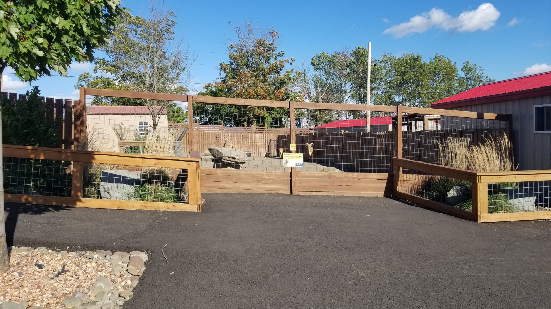 Animal Adventure Park - Aoudad