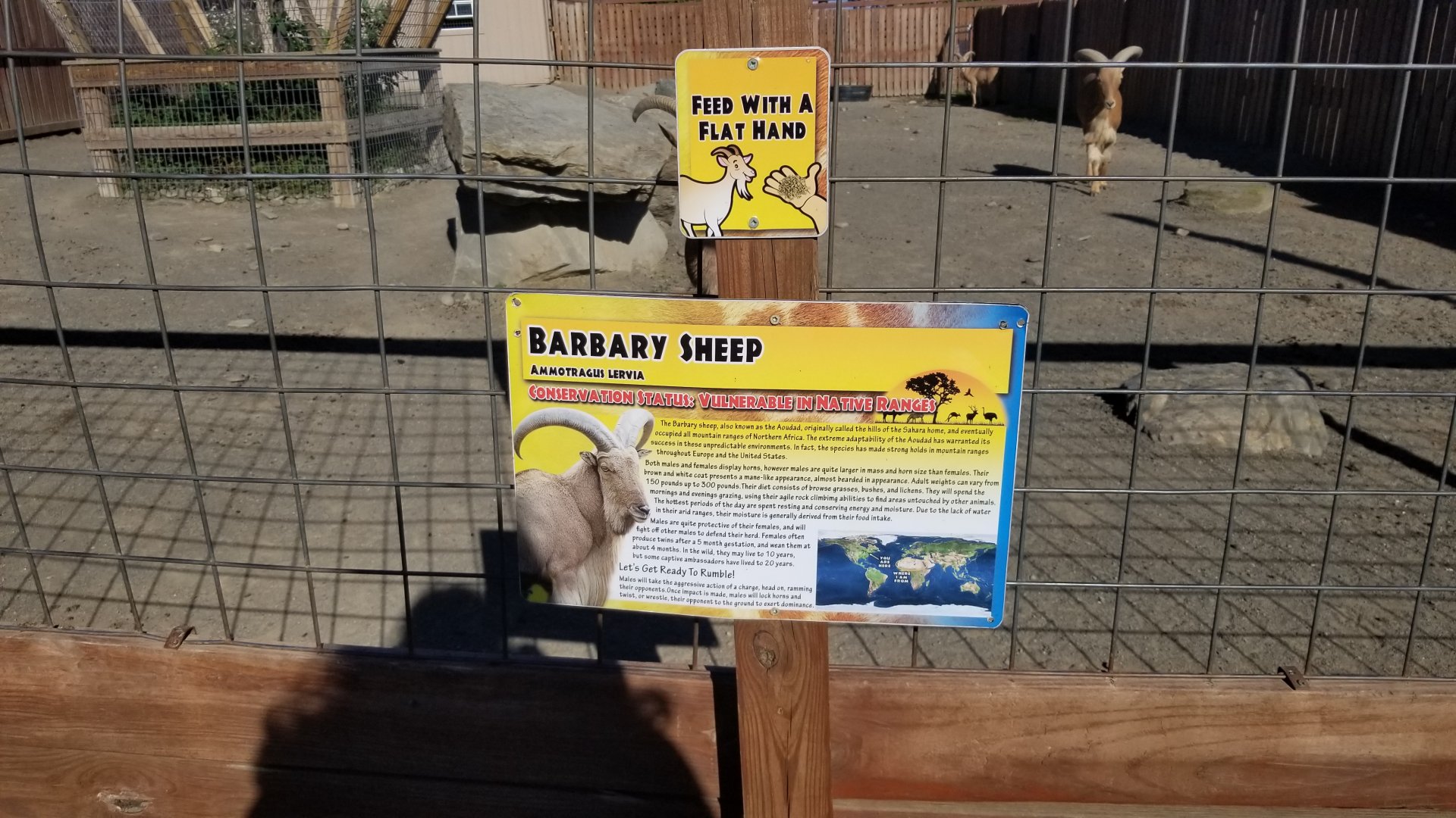 Animal Adventure Park - Aoudad