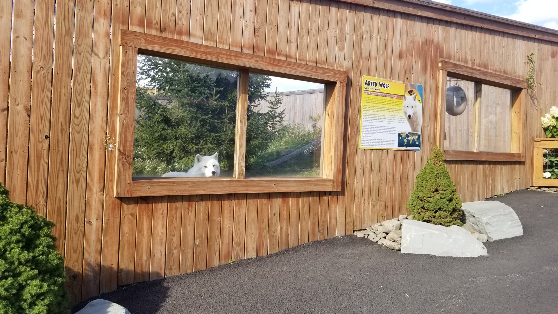 Animal Adventure Park - Arctic wolf