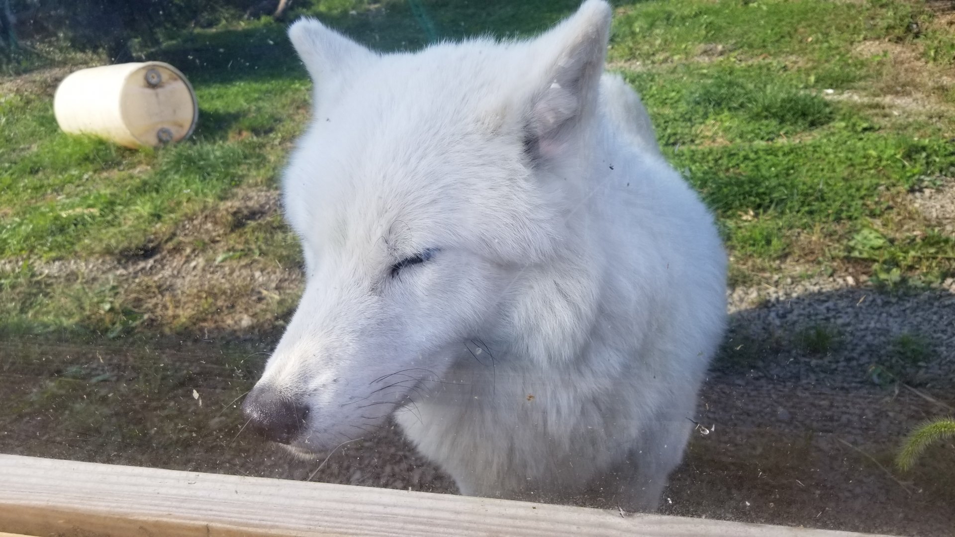 Animal Adventure Park - Arctic wolf
