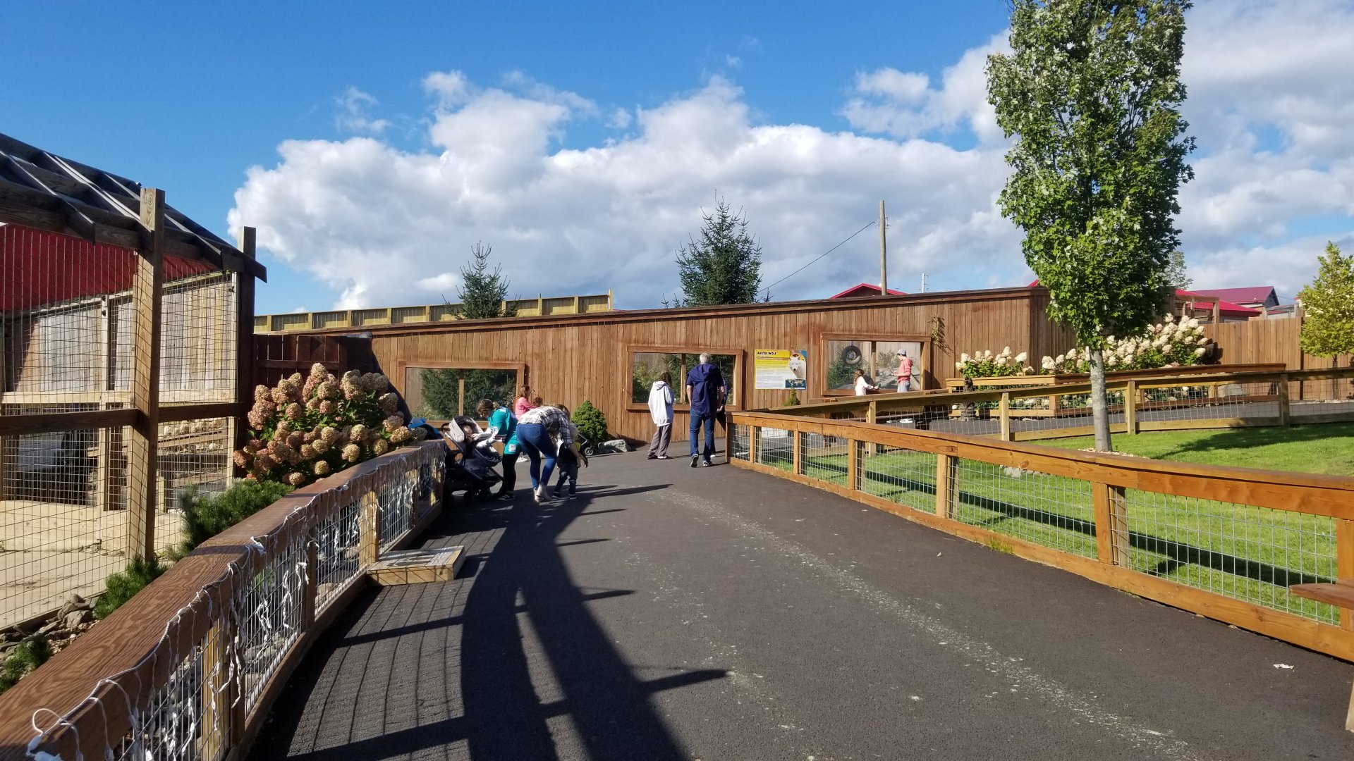 Animal Adventure Park - Arctic wolf