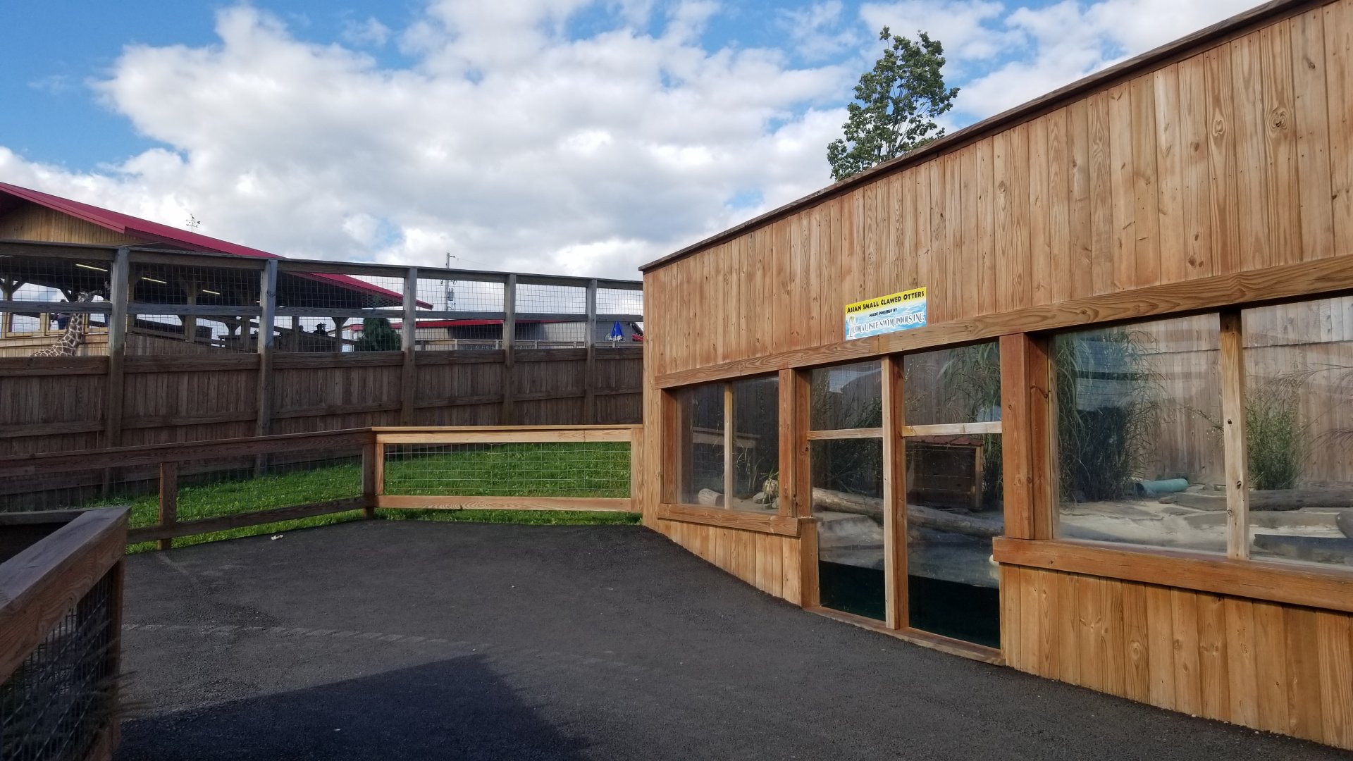 Animal Adventure Park - Asian small-clawed otter, back of giraffe exhibit