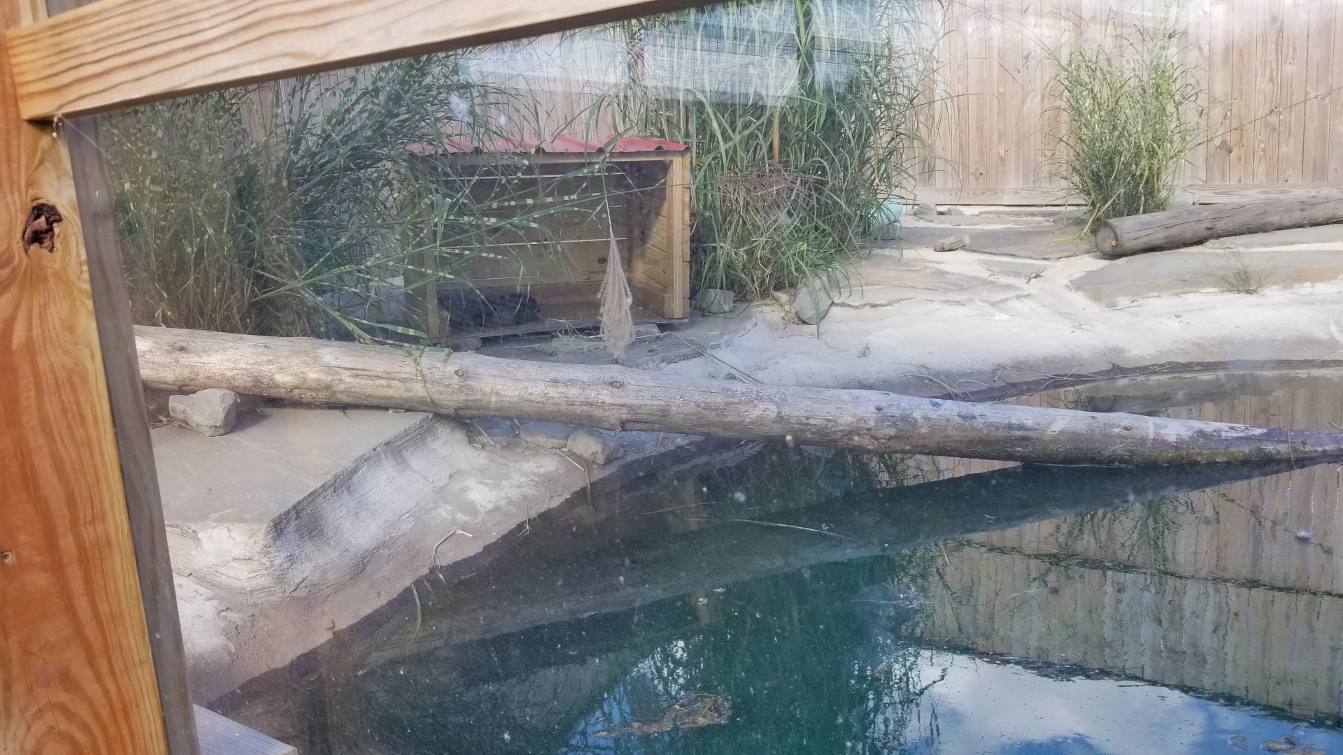 Animal Adventure Park - Asian small clawed otter