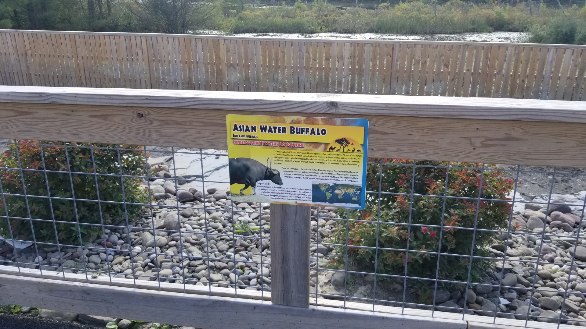 Animal Adventure Park - Asian water buffalo