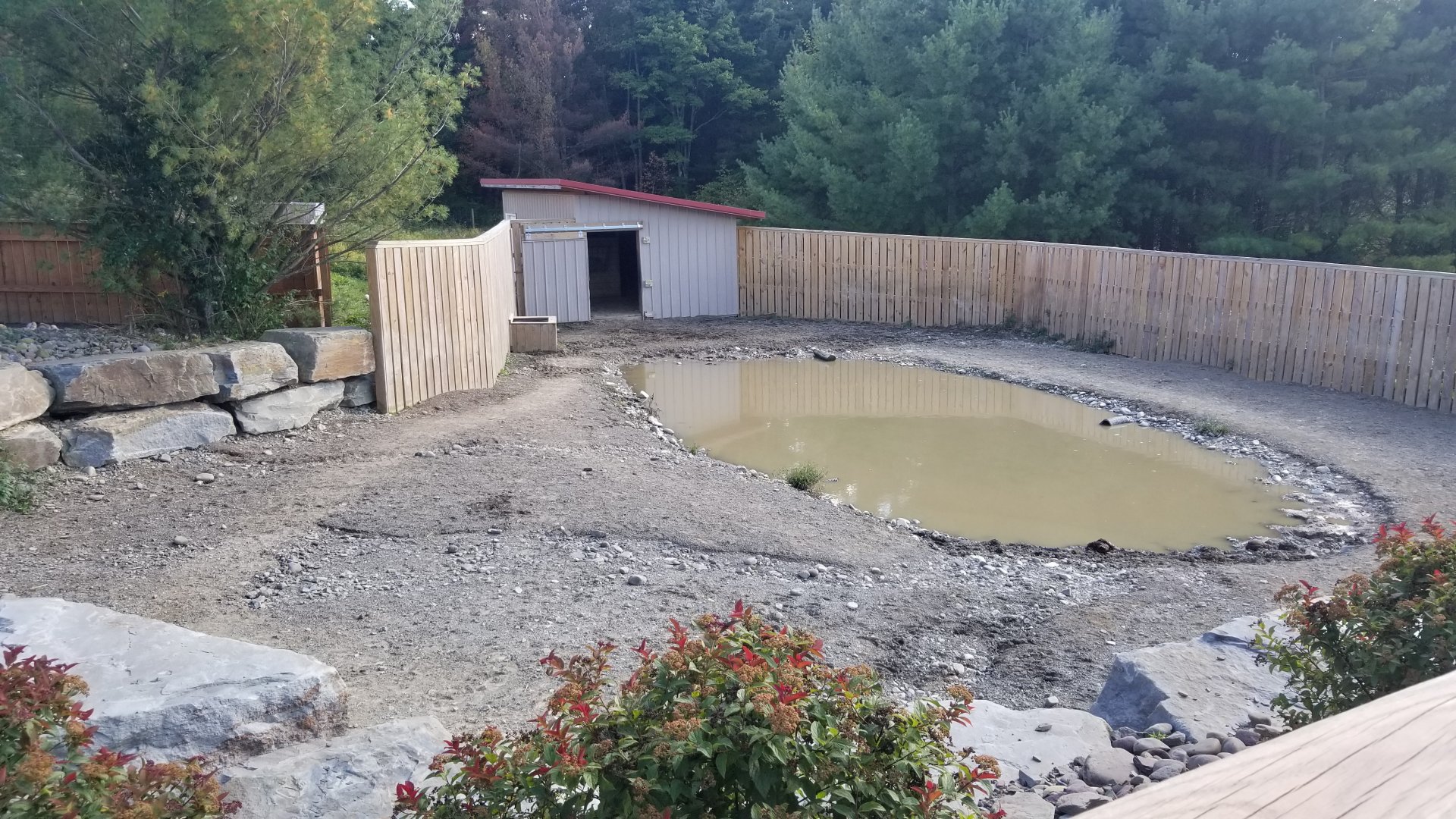 Animal Adventure Park - Asian water buffalo