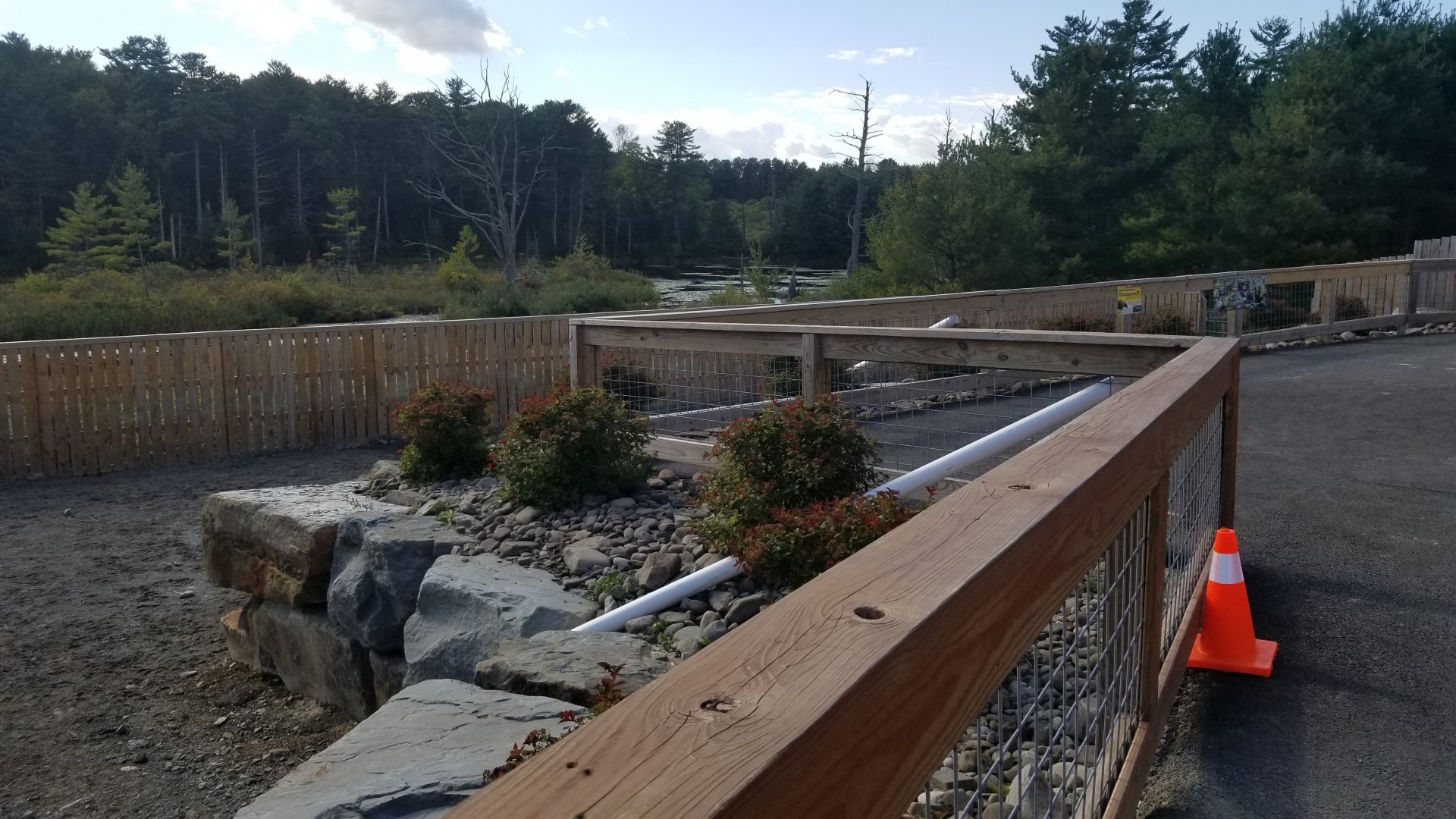 Animal Adventure Park - Asian water buffalo