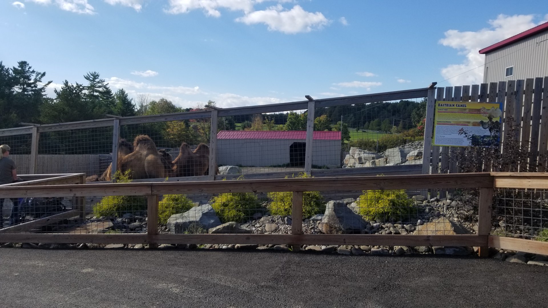 Animal Adventure Park - Bactrian camel