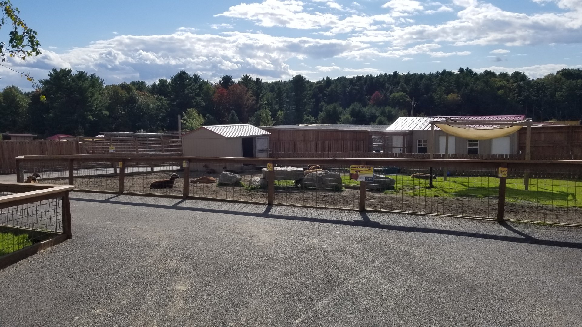 Animal Adventure Park - Barbados blackbelly sheep