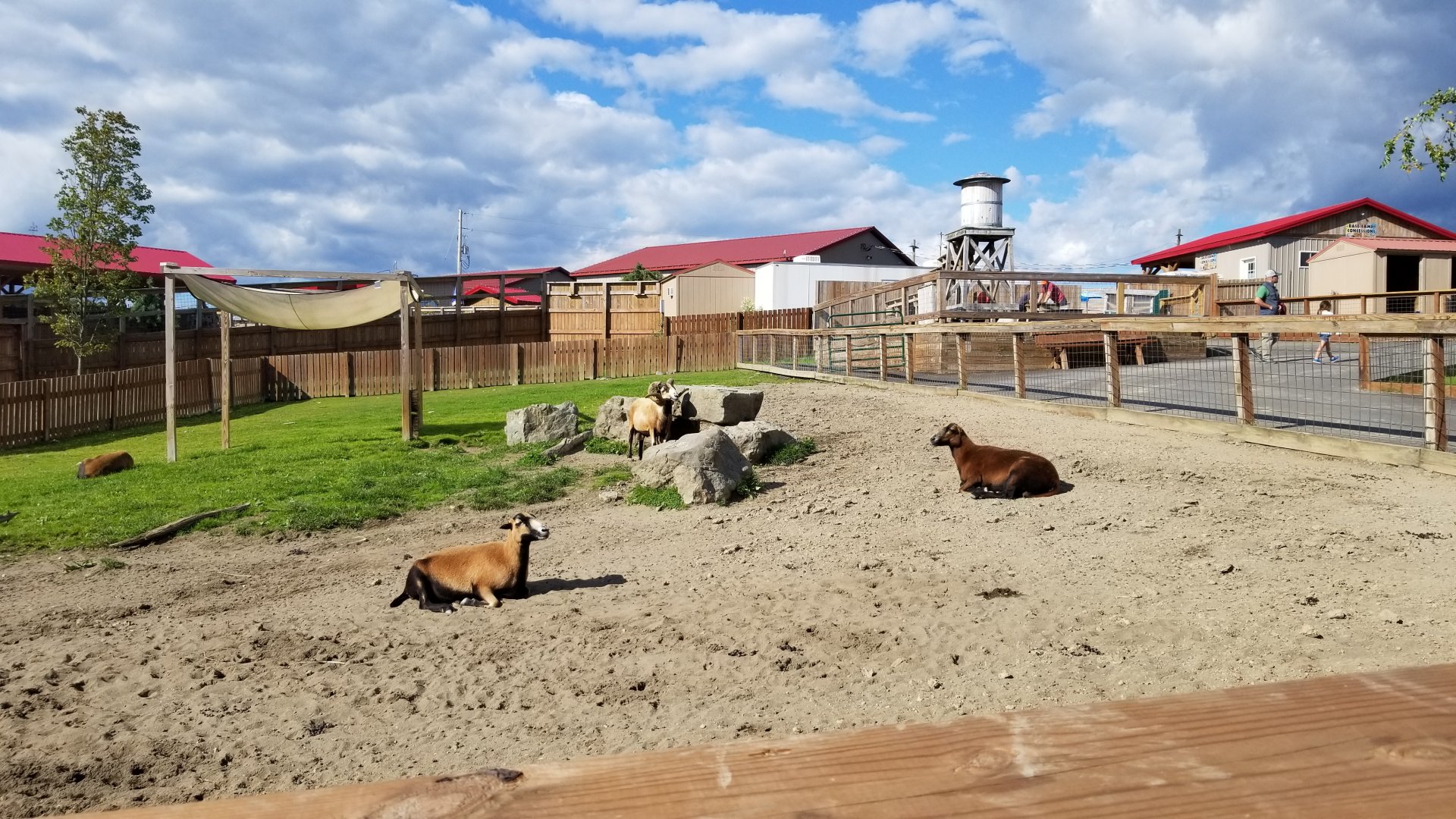 Animal Adventure Park - Barbados blackbelly sheep