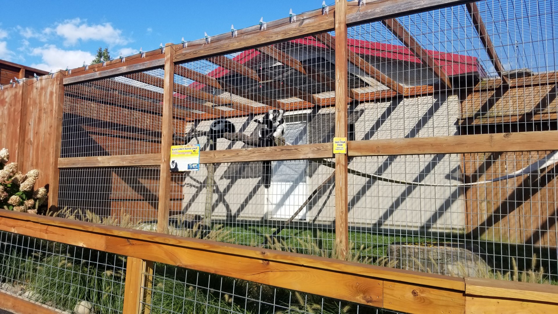 Animal Adventure Park - Black and white ruffed lemur