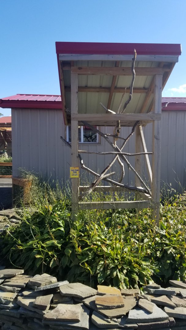 Animal Adventure Park - Blue & gold macaw