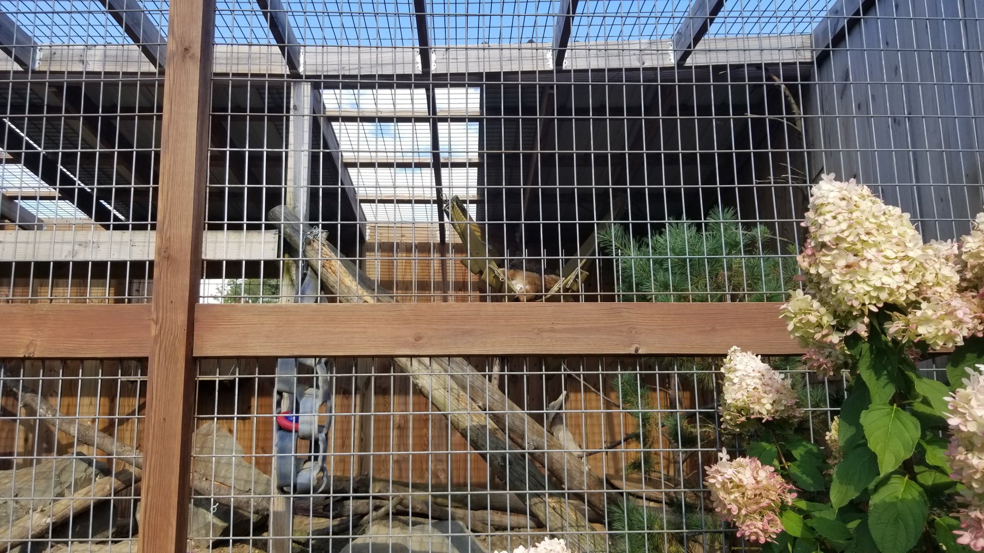 Animal Adventure Park - Canada lynx