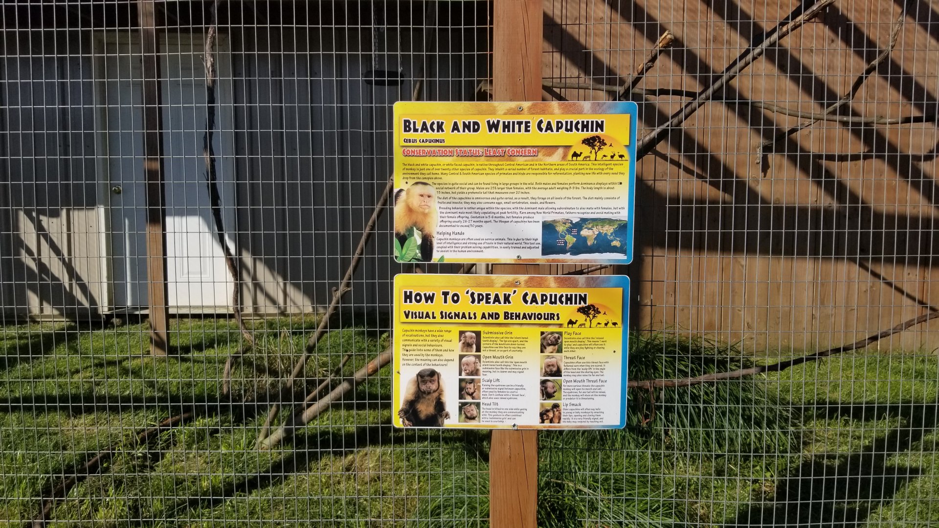 Animal Adventure Park - Capuchin