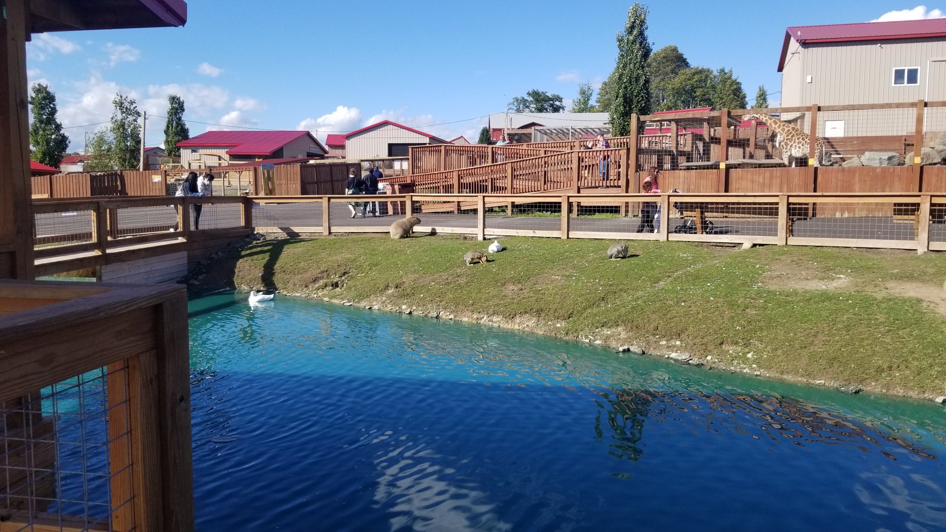 Animal Adventure Park - Capybara and mara, giraffe exhibit #2 in back