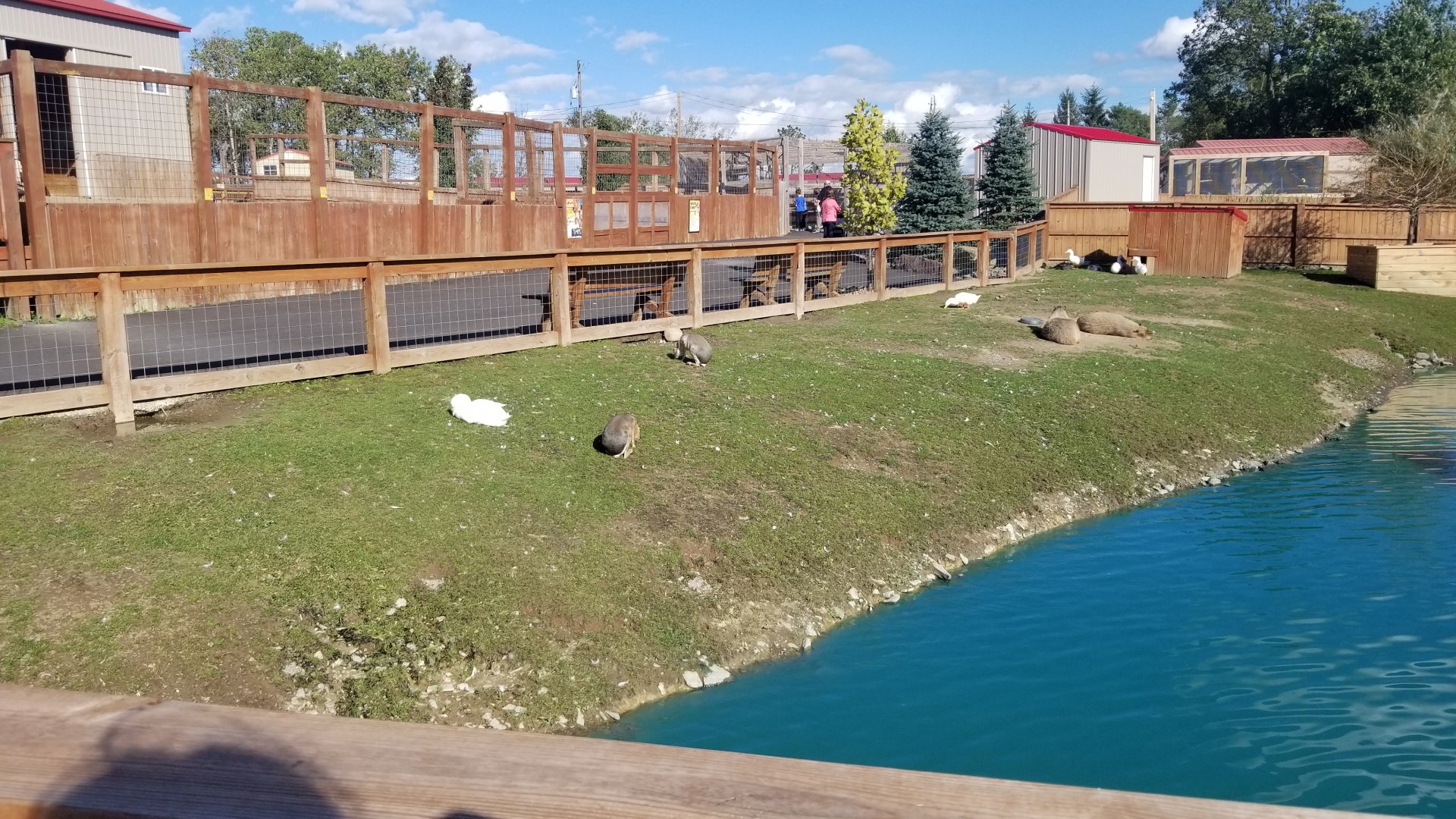 Animal Adventure Park - Capybara and mara, giraffe exhibit #2 in back