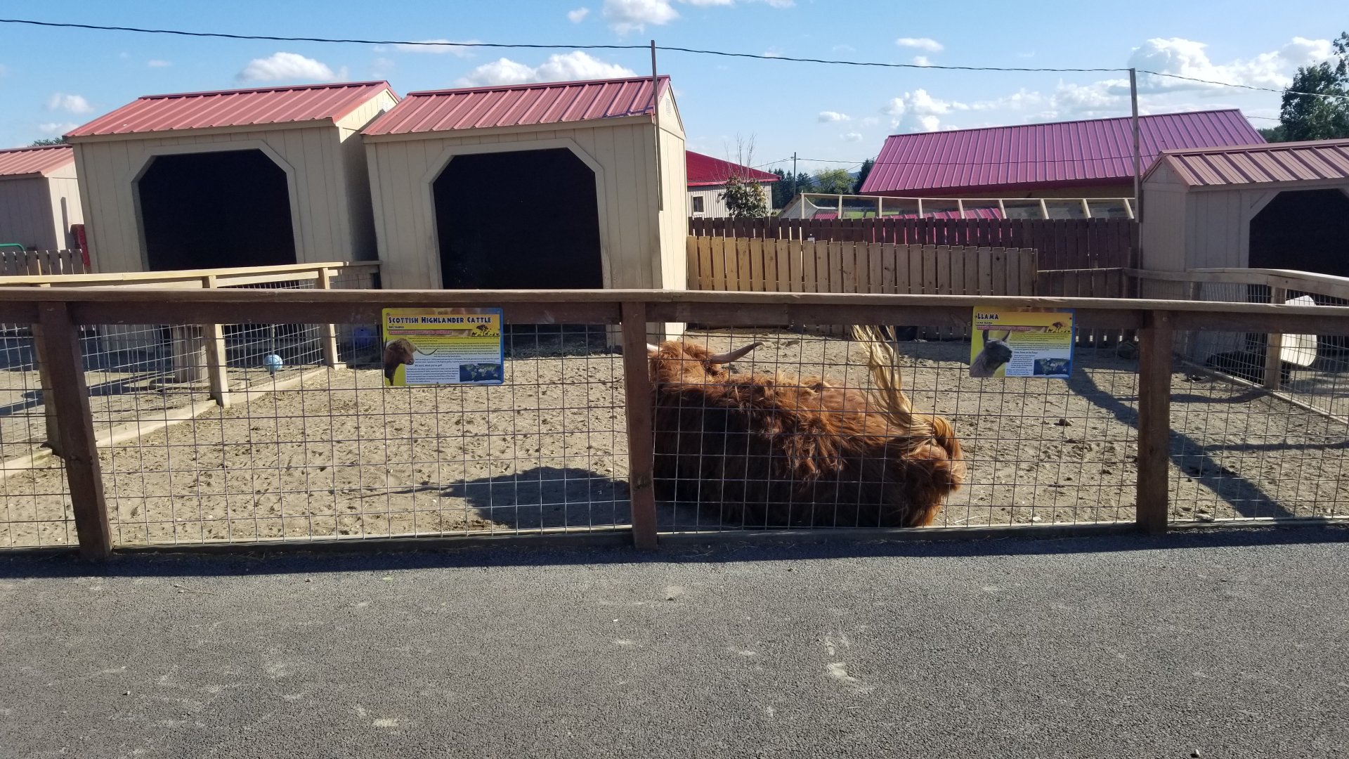 Animal Adventure Park - Cattle