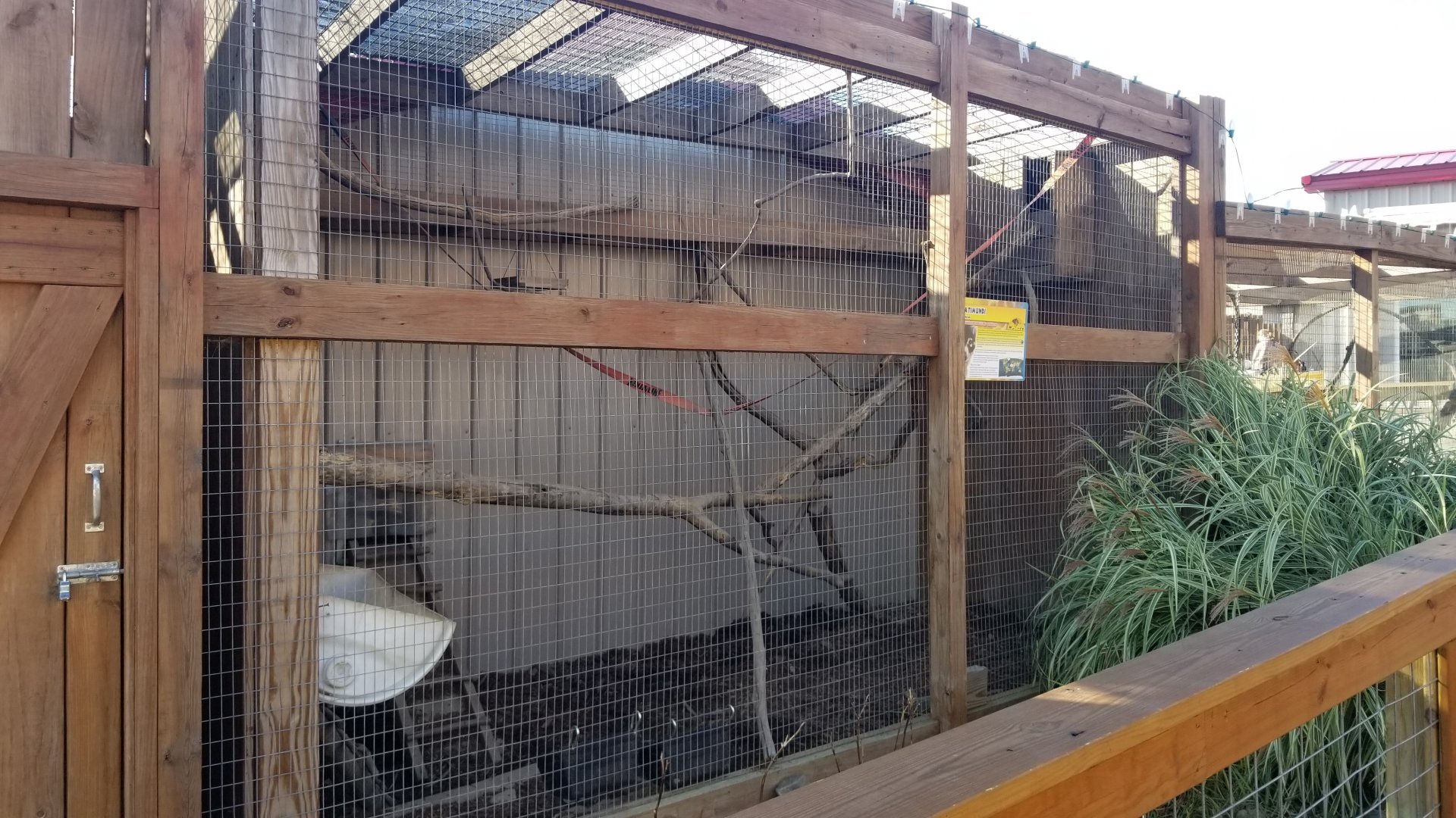 Animal Adventure Park - Coati