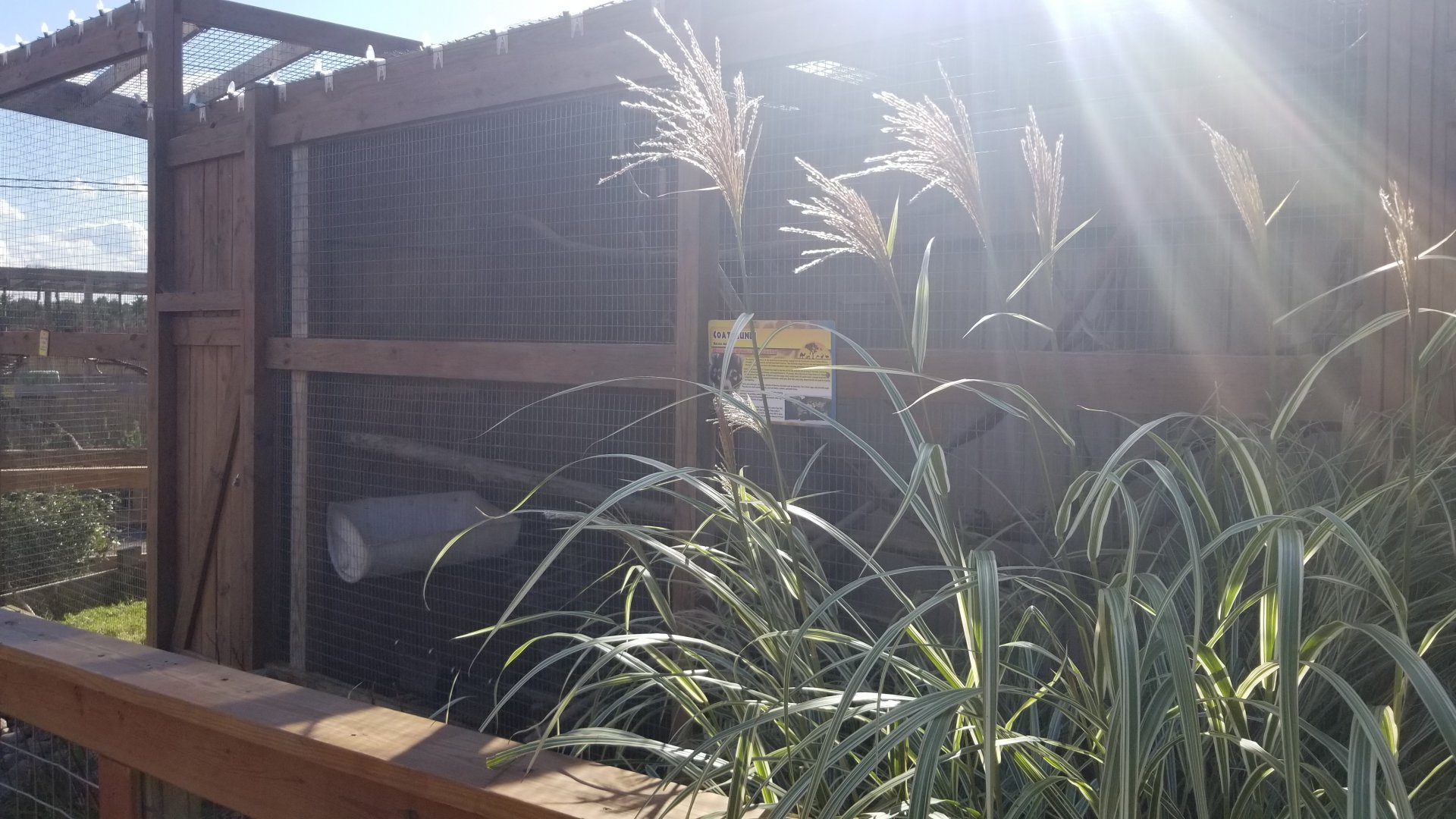 Animal Adventure Park - Coati