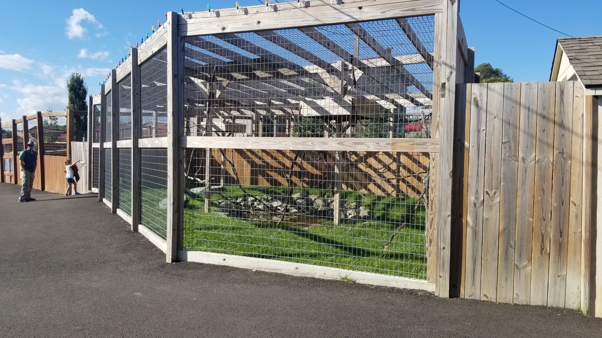 Animal Adventure Park - Crowned crane