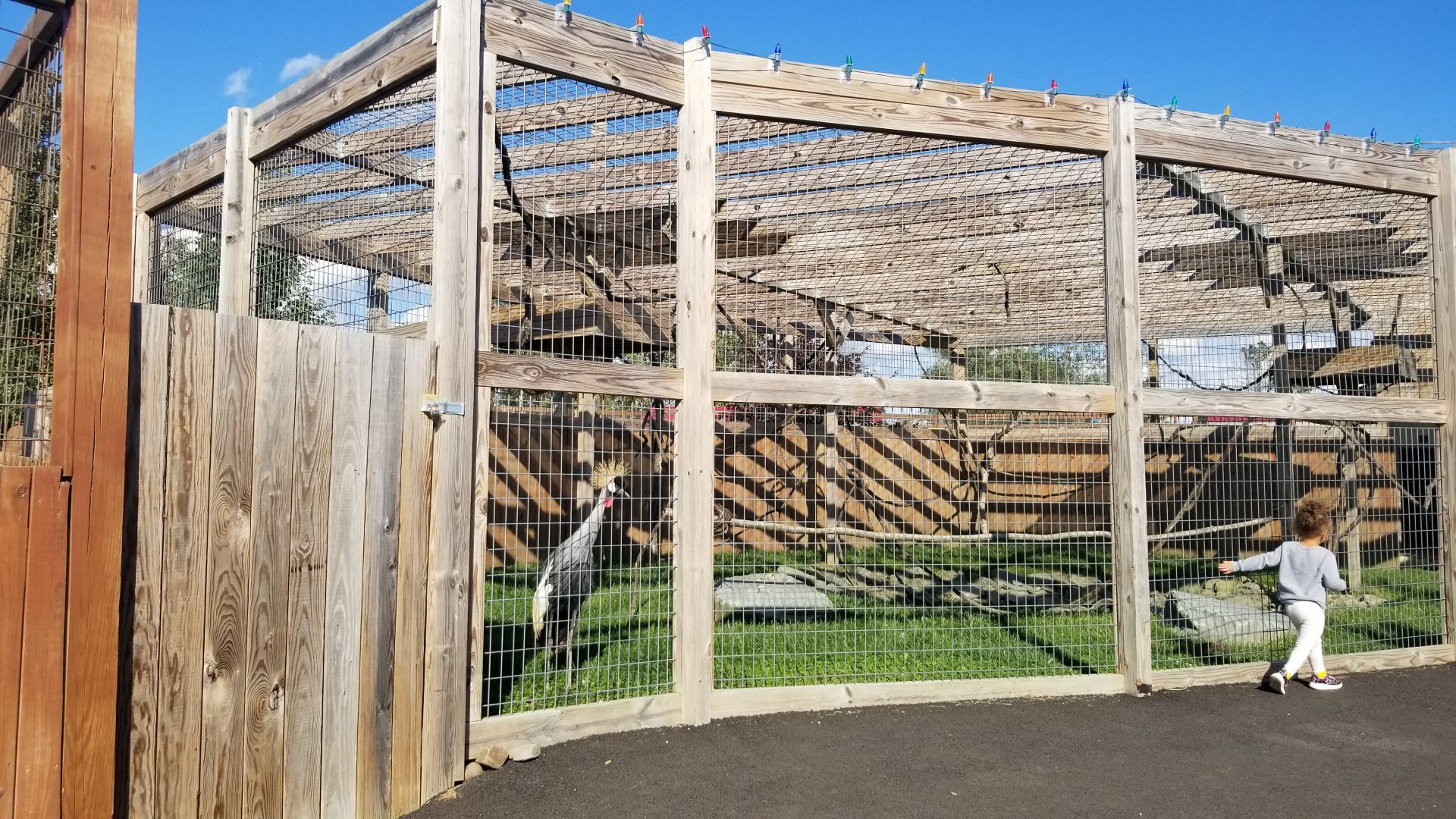 Animal Adventure Park - Crowned crane