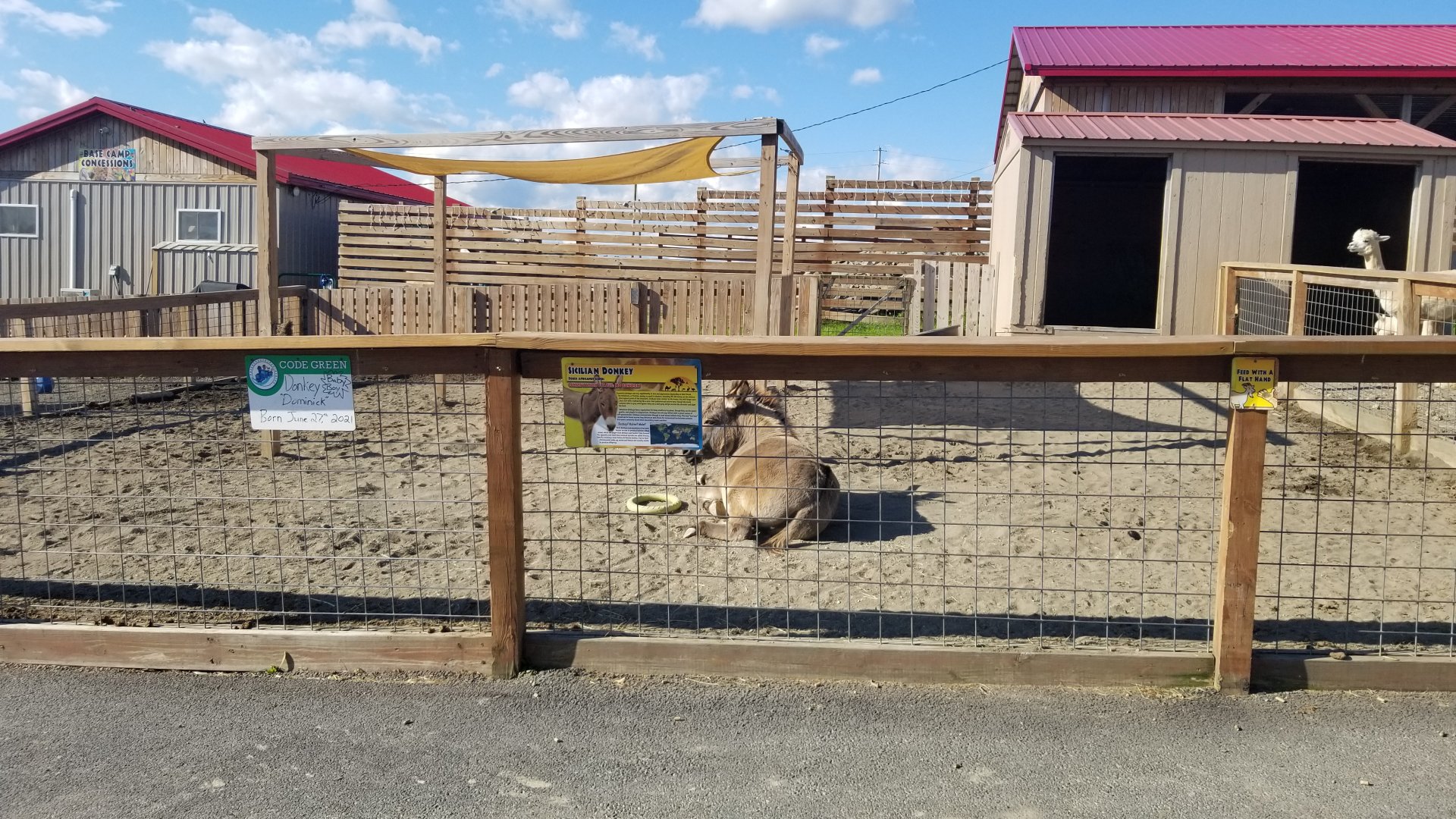 Animal Adventure Park - Donkey