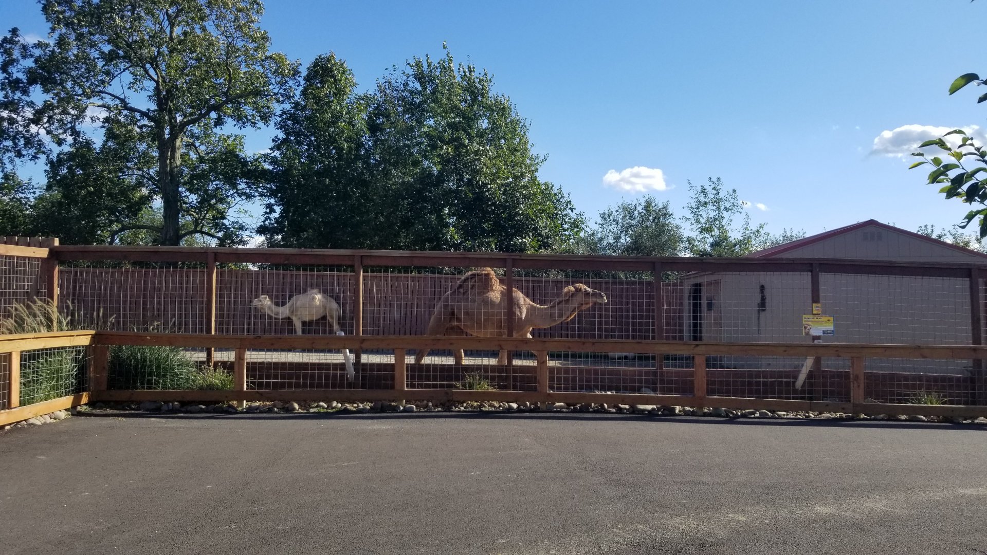 Animal Adventure Park - Dromedary