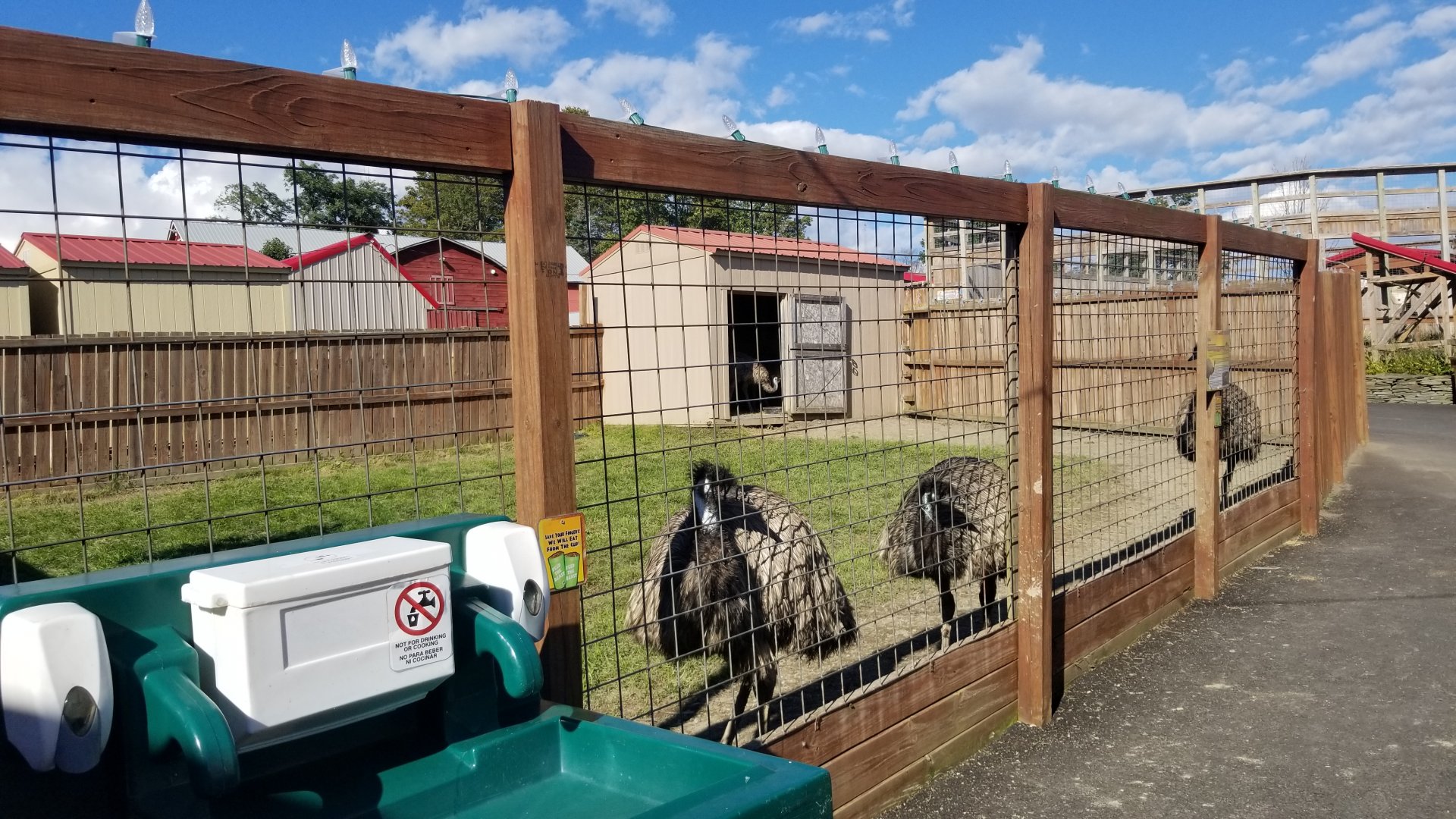 Animal Adventure Park - Emu
