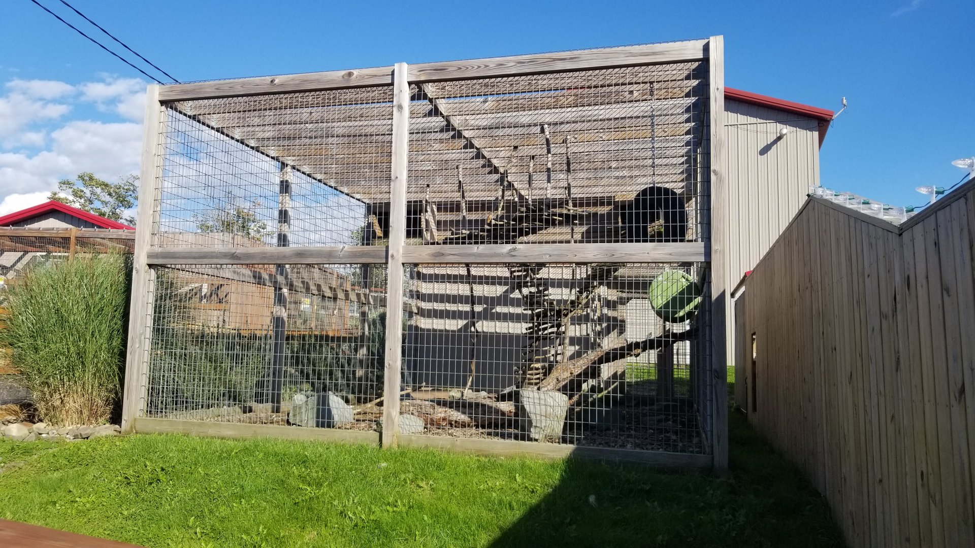 Animal Adventure Park - Eurasian eagle owl