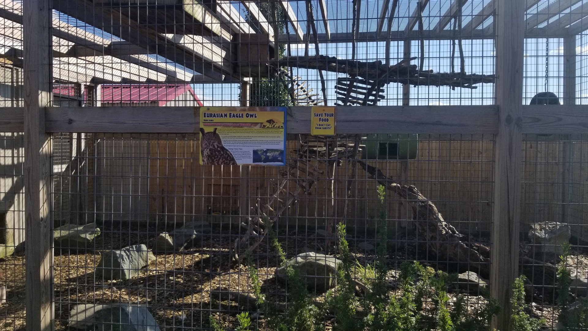 Animal Adventure Park - Eurasian eagle owl