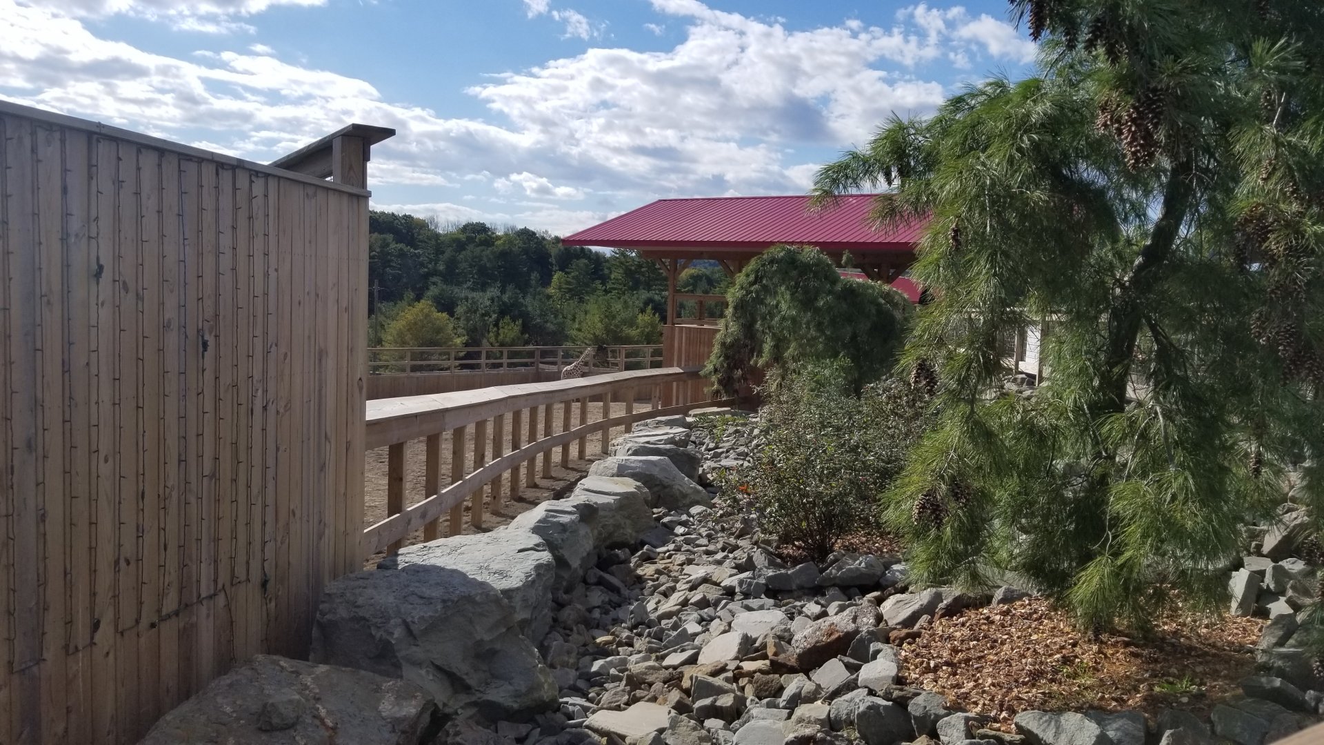 Animal Adventure Park - Giraffe exhibit #1