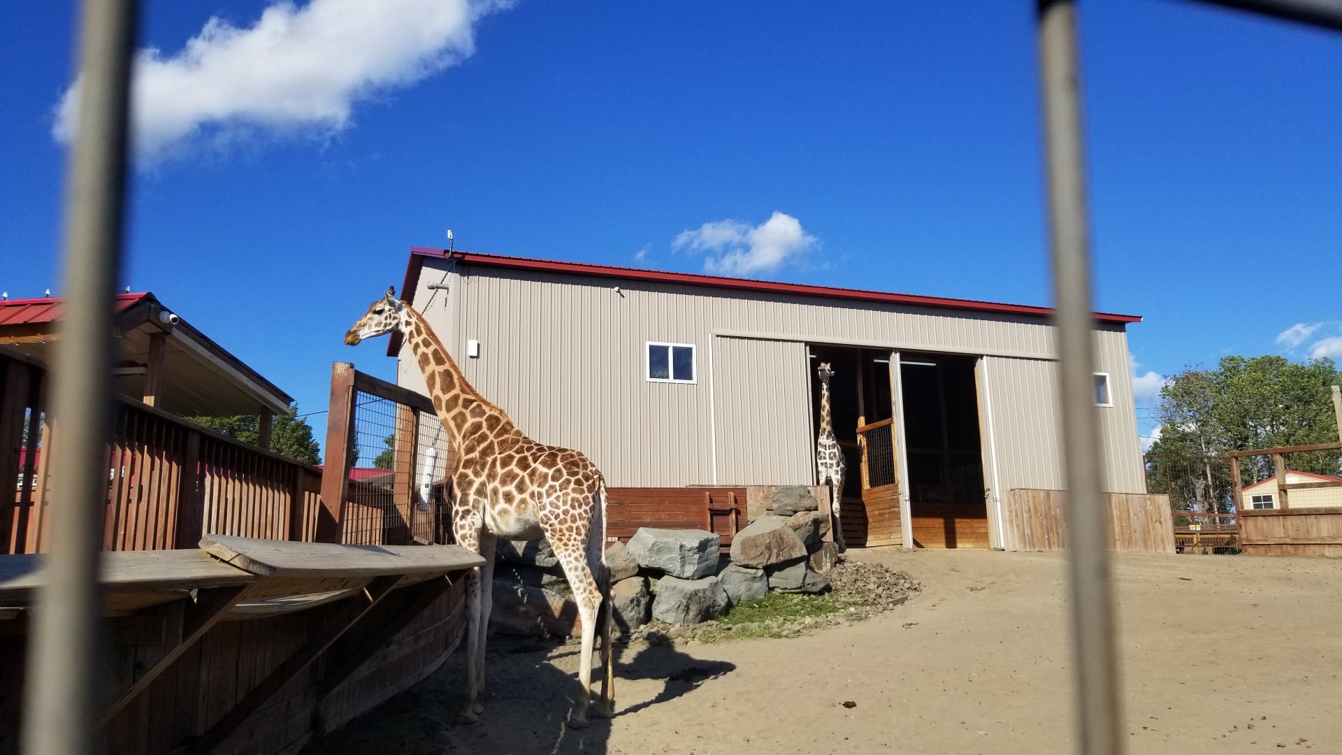Animal Adventure Park - Giraffe exhibit #2