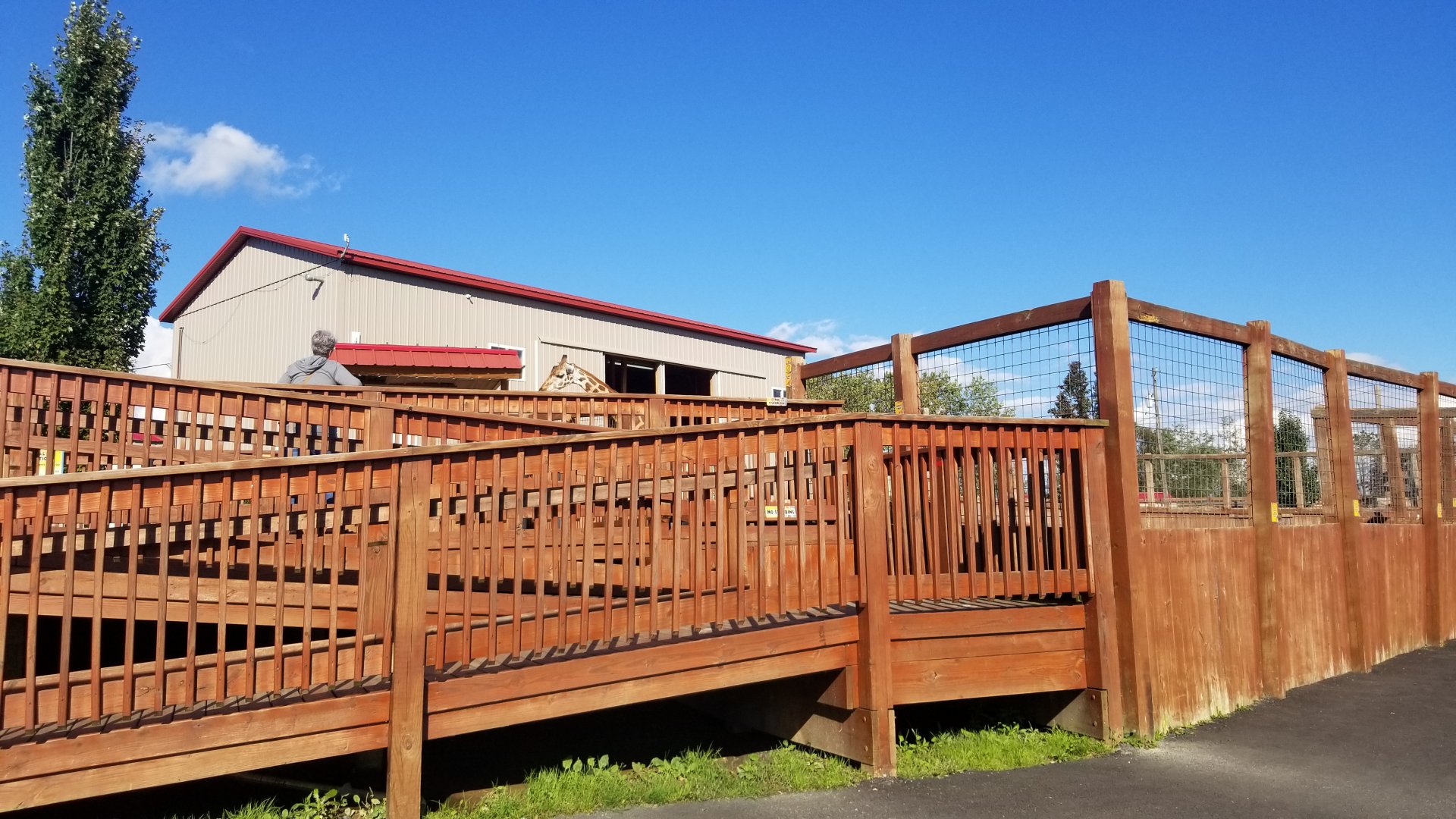 Animal Adventure Park - Giraffe feeding platform #2