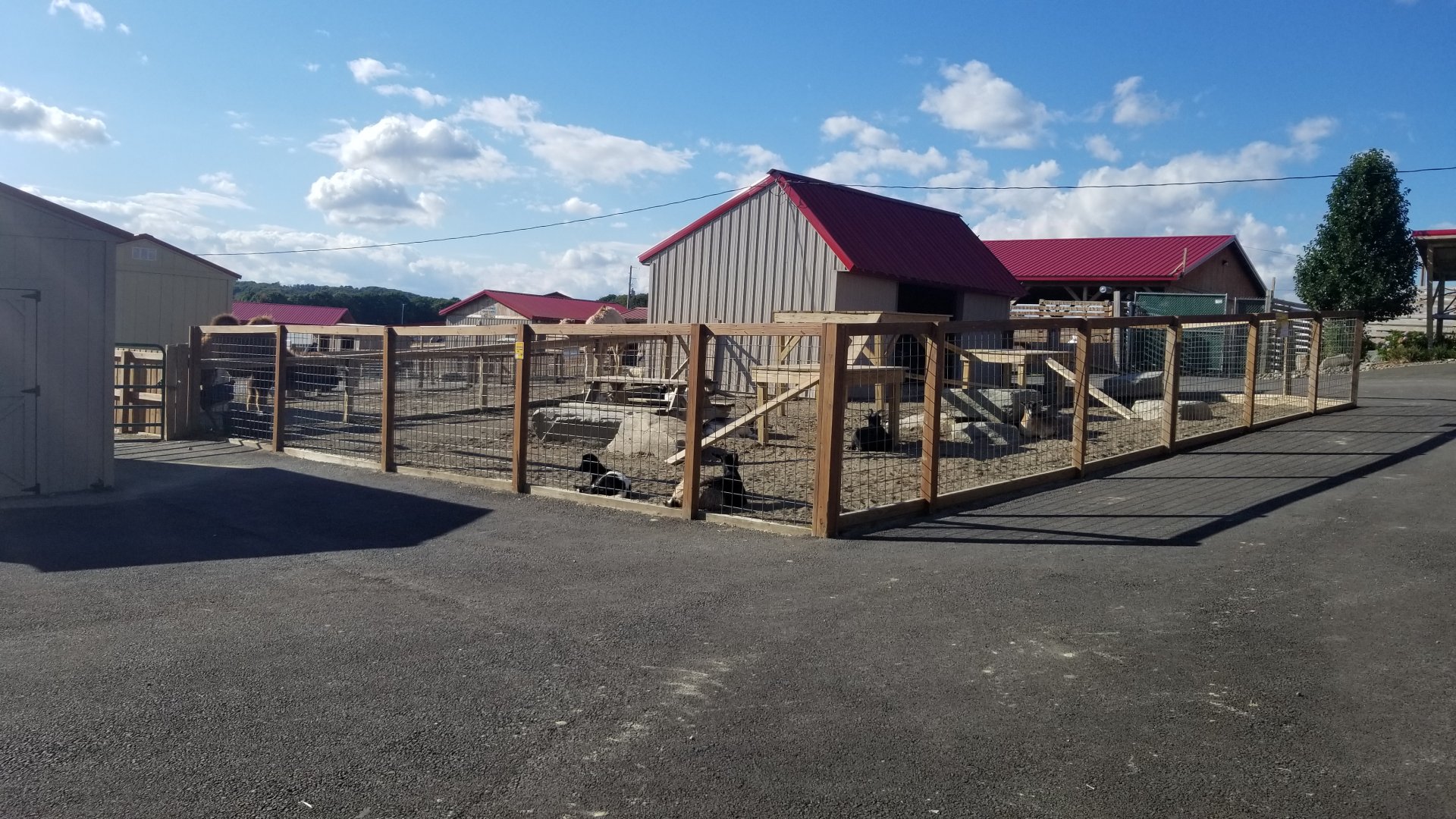 Animal Adventure Park - Goats