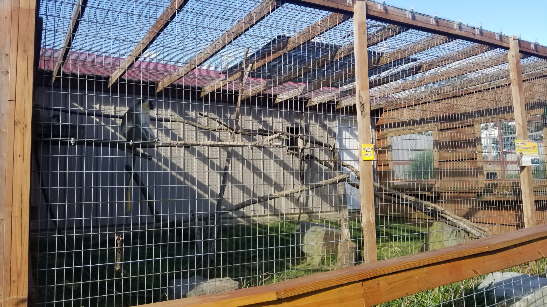 Animal Adventure Park - Green monkey