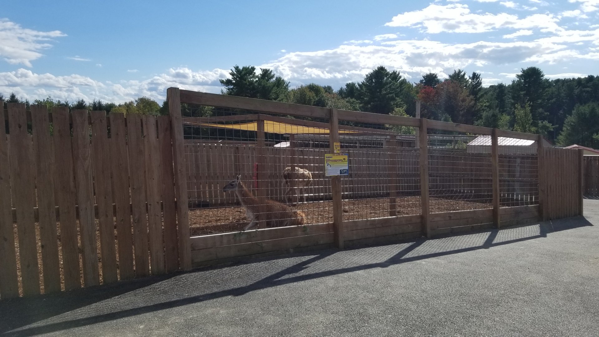 Animal Adventure Park - Guanaco