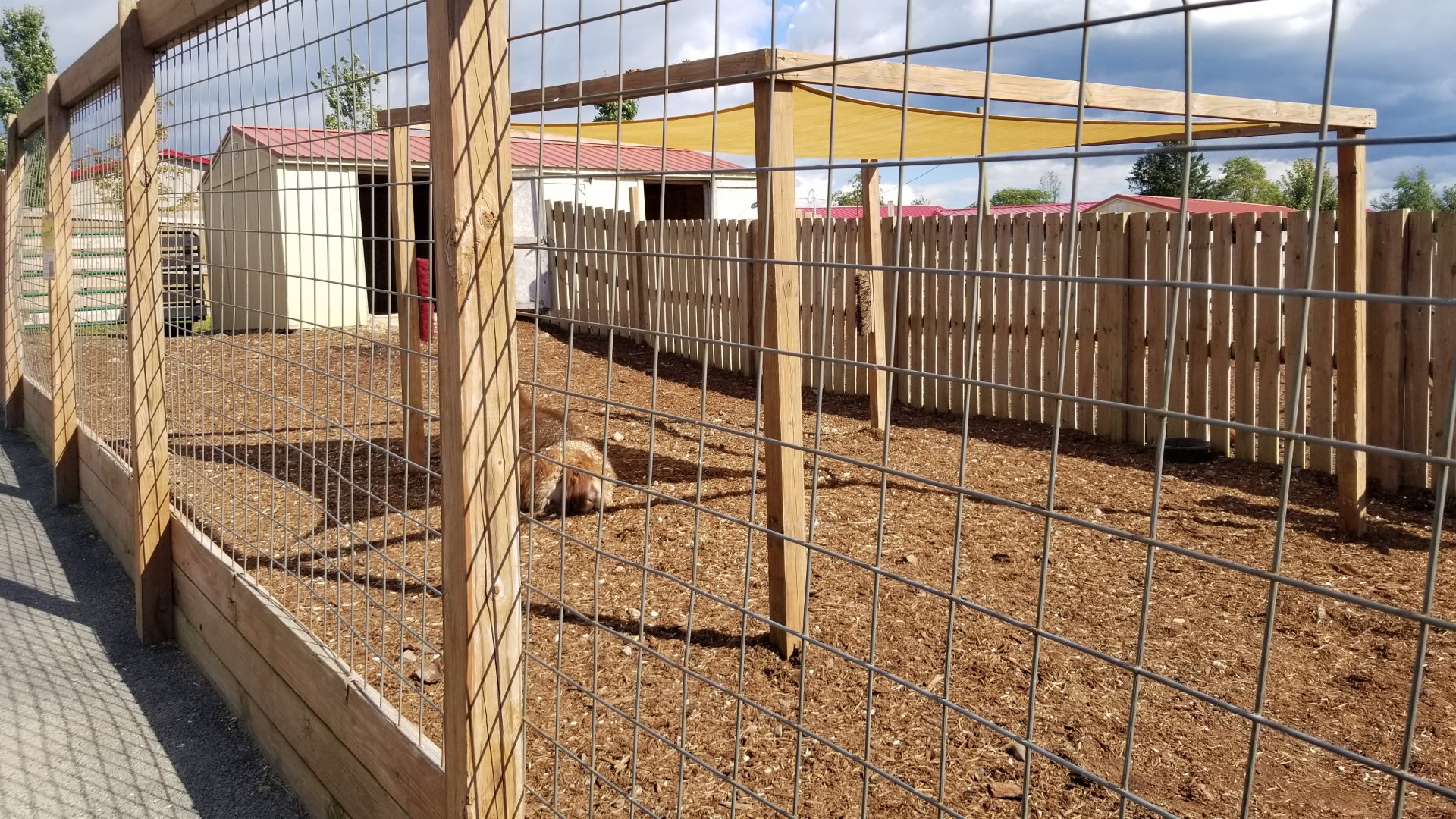 Animal Adventure Park - Guanaco