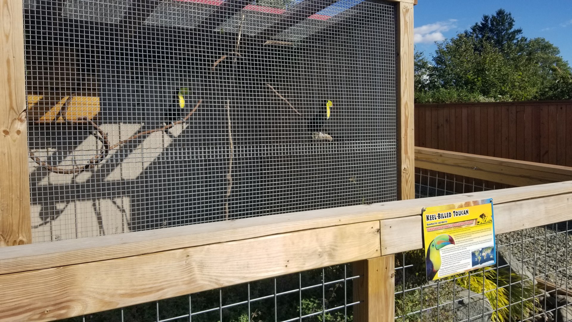 Animal Adventure Park - Keel-billed toucans