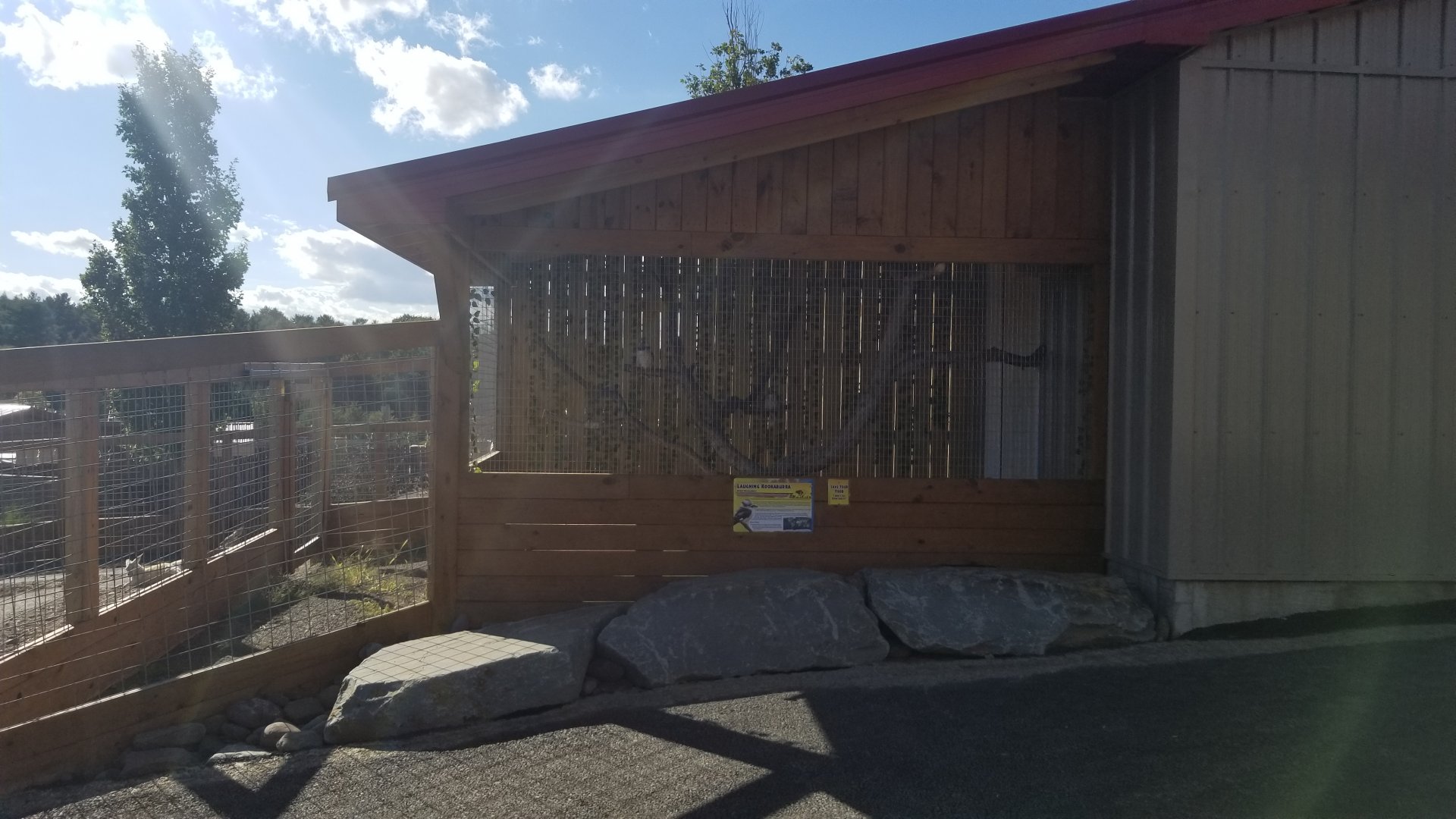 Animal Adventure Park - Laughing kookaburra