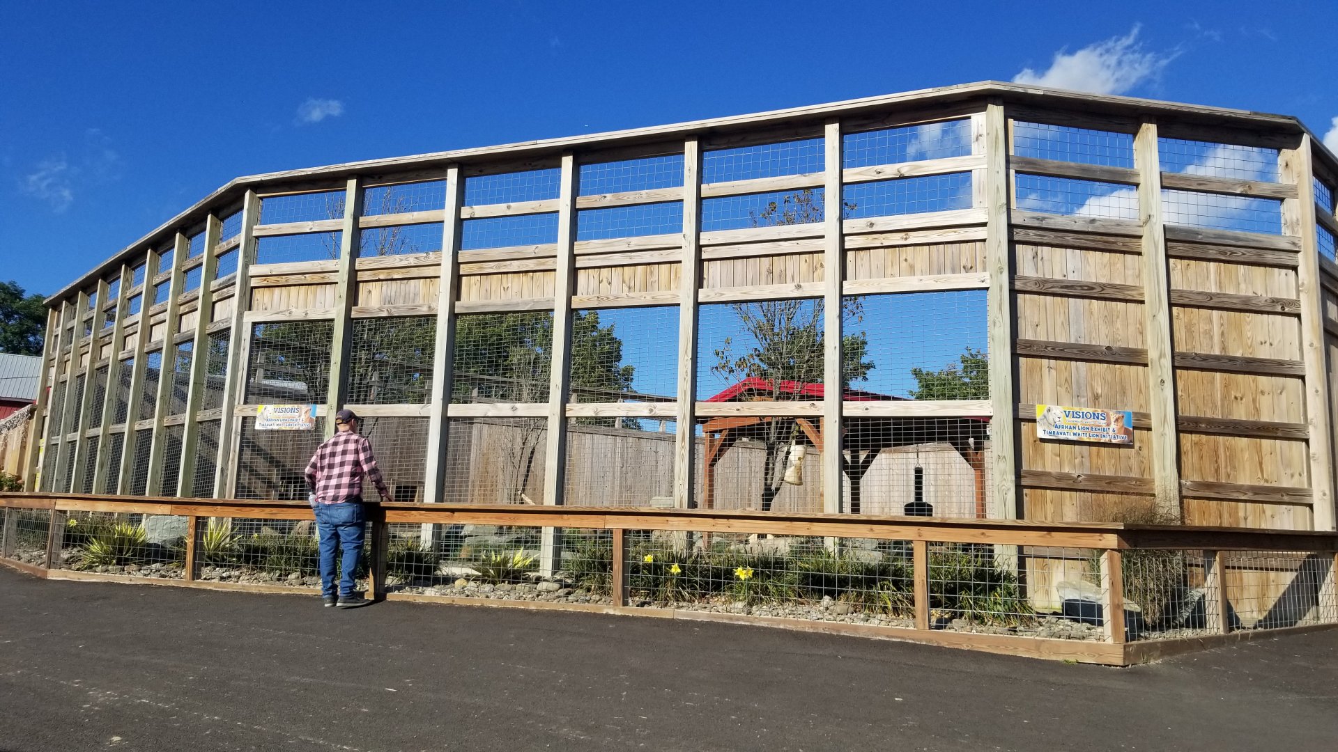 Animal Adventure Park - Lions