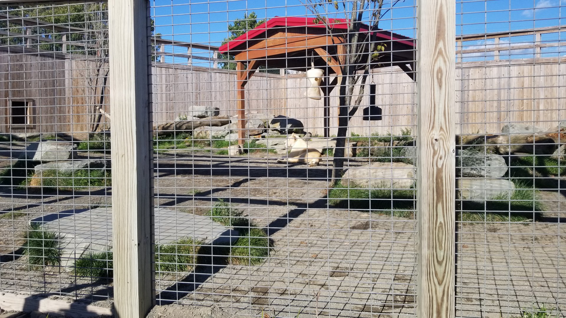 Animal Adventure Park - Lions