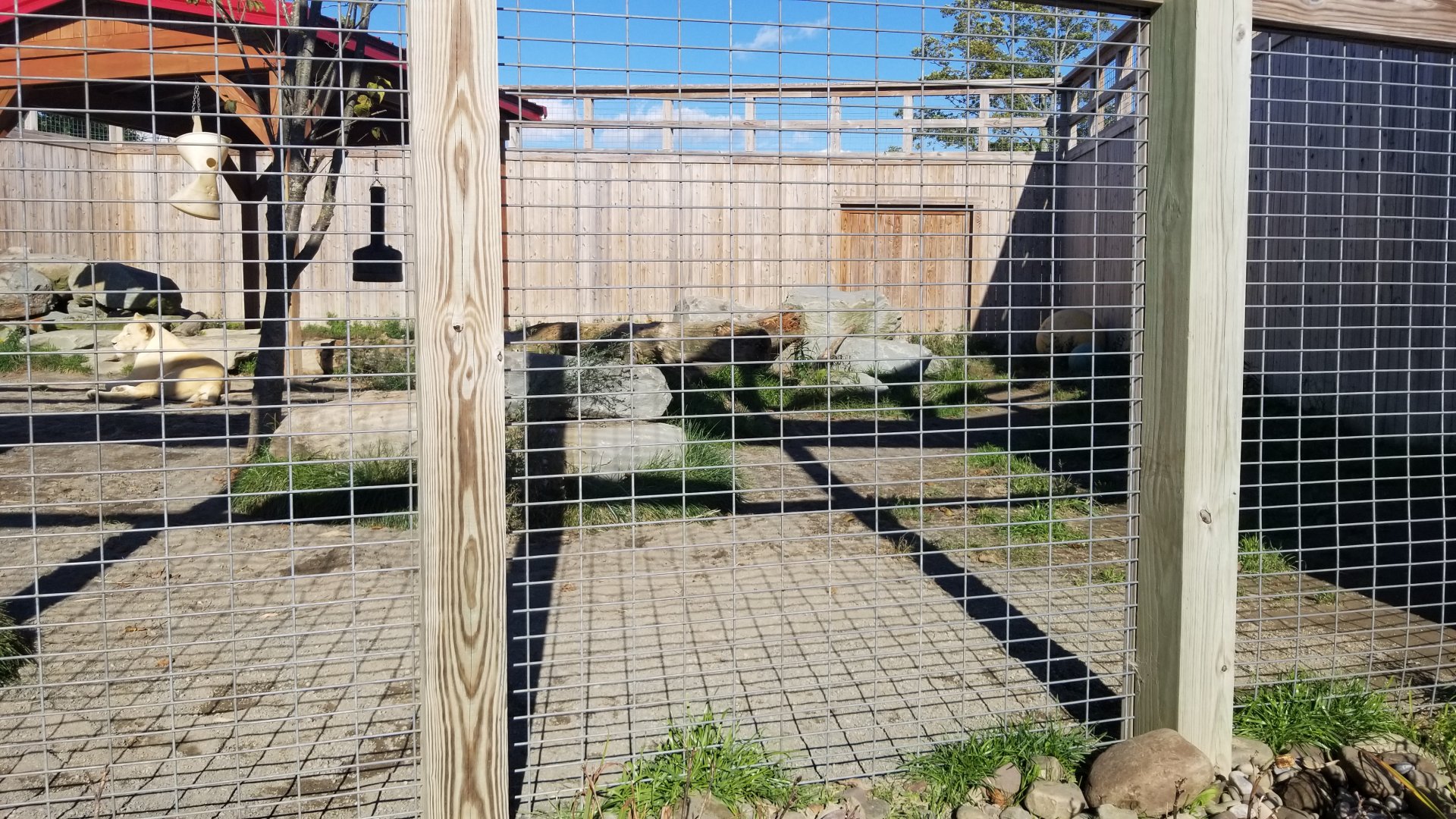 Animal Adventure Park - Lions