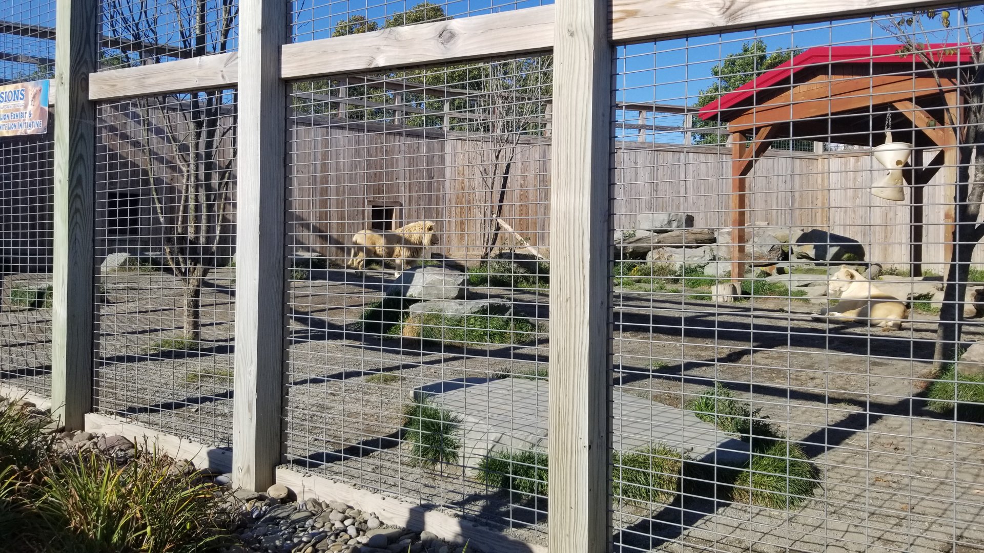 Animal Adventure Park - Lions