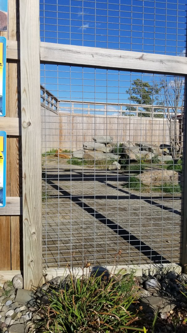 Animal Adventure Park - Lions