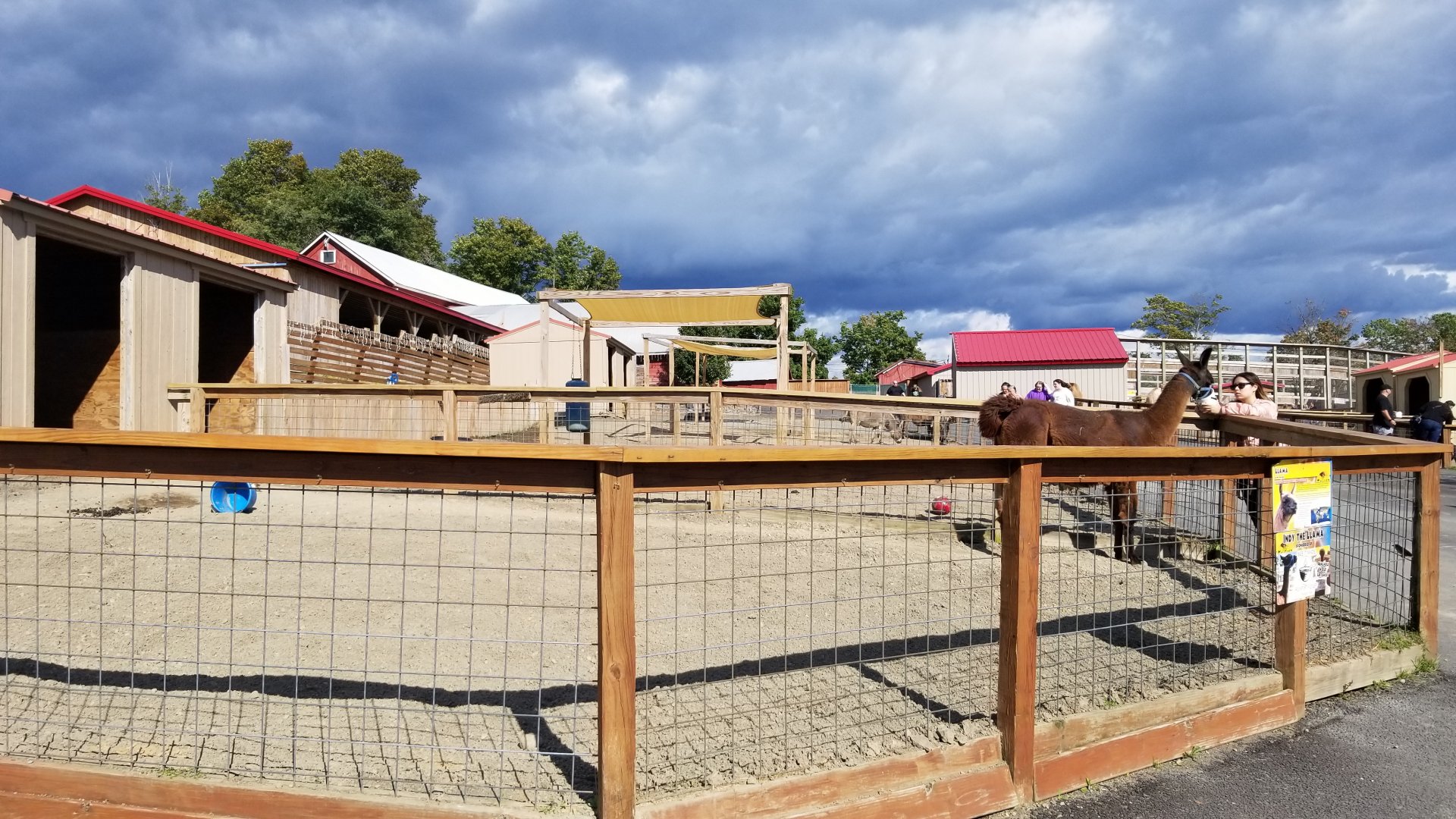 Animal Adventure Park - Llama