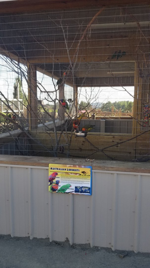Animal Adventure Park - Lorikeets
